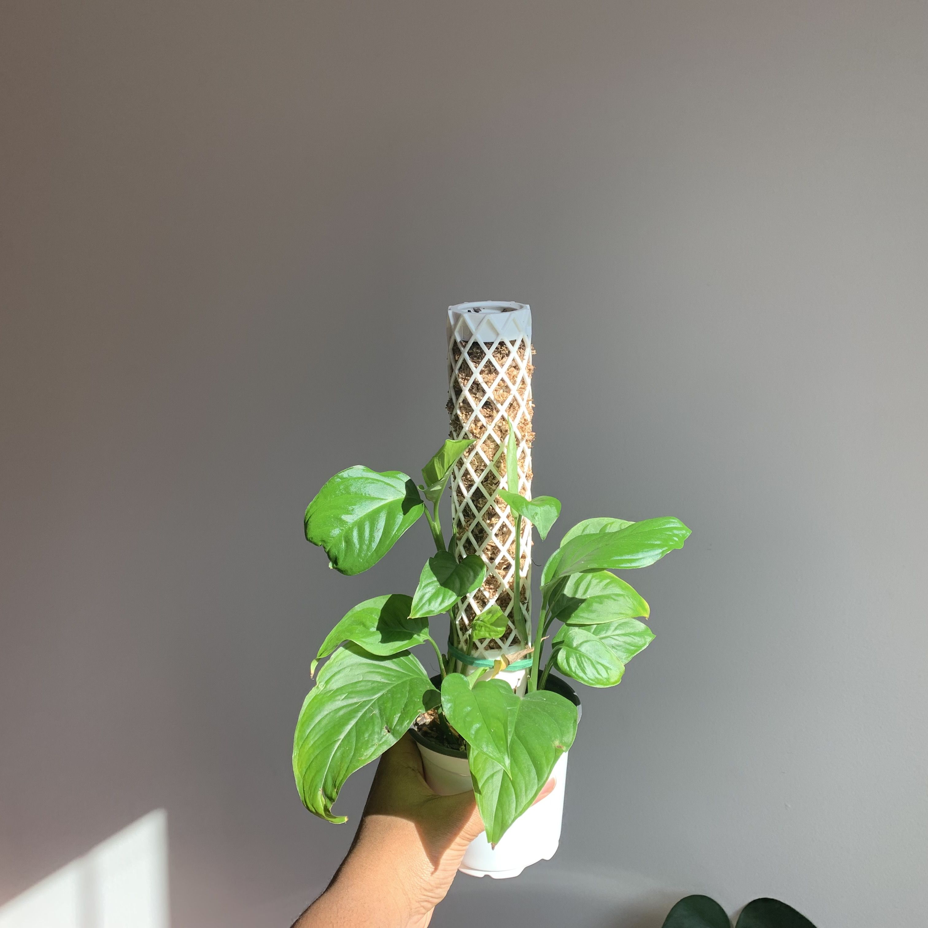 Monstera adansonii 'Laniata' plant supported by a moss pole, held by a hand.