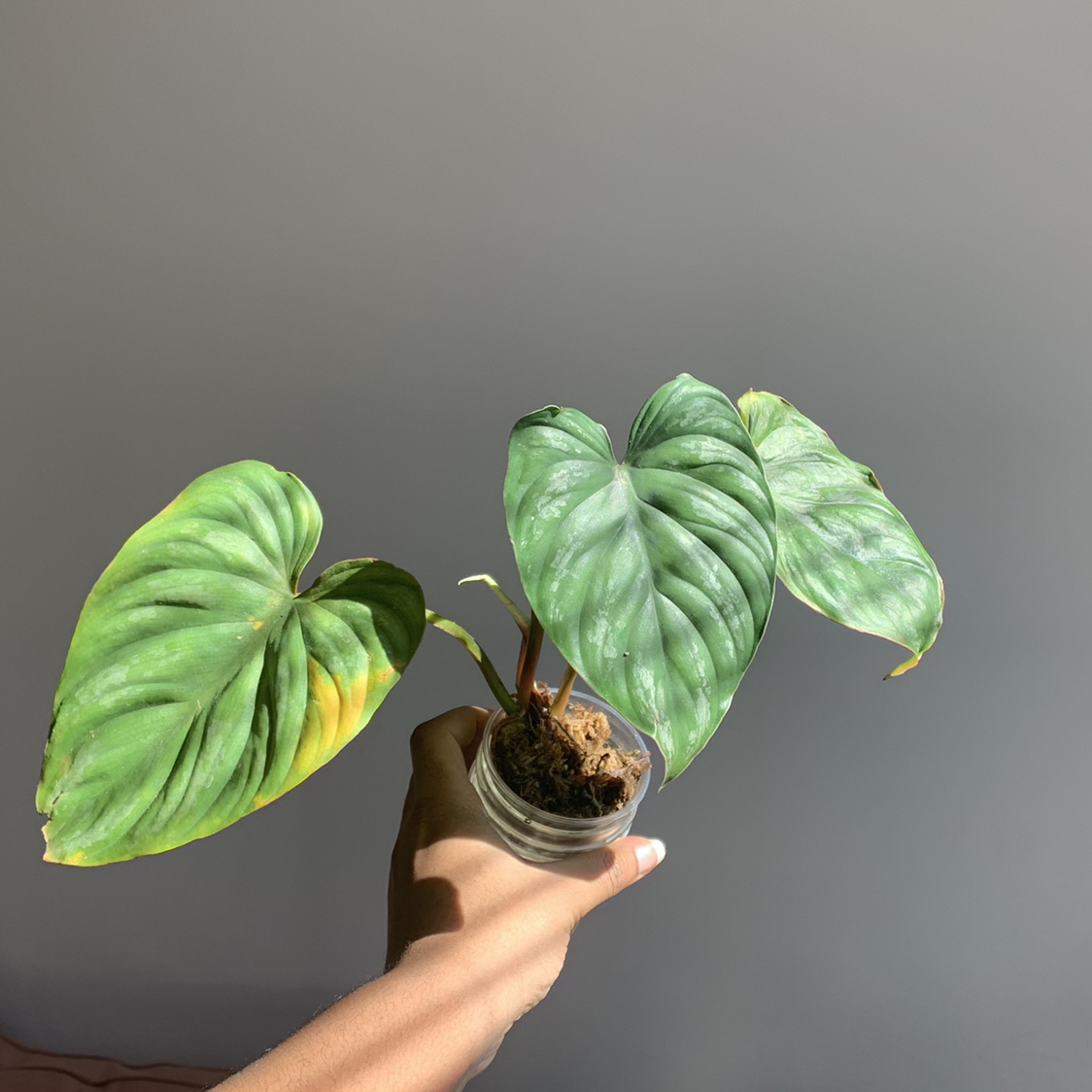 Philodendron mamei plant with three large leaves, one showing yellowing, held by a hand.
