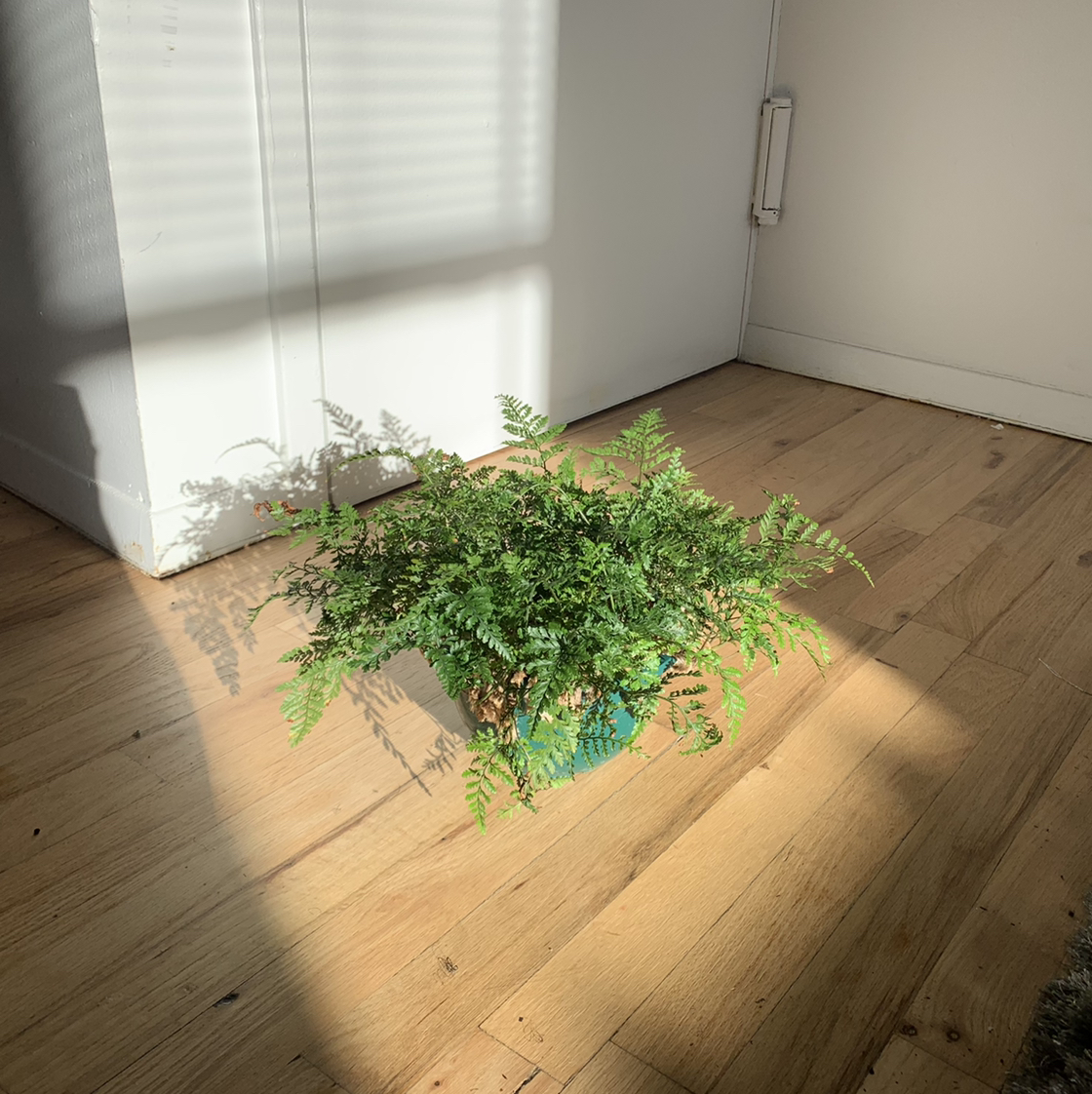 Black Rabbit's Foot Fern on a wooden floor in a well-lit room.