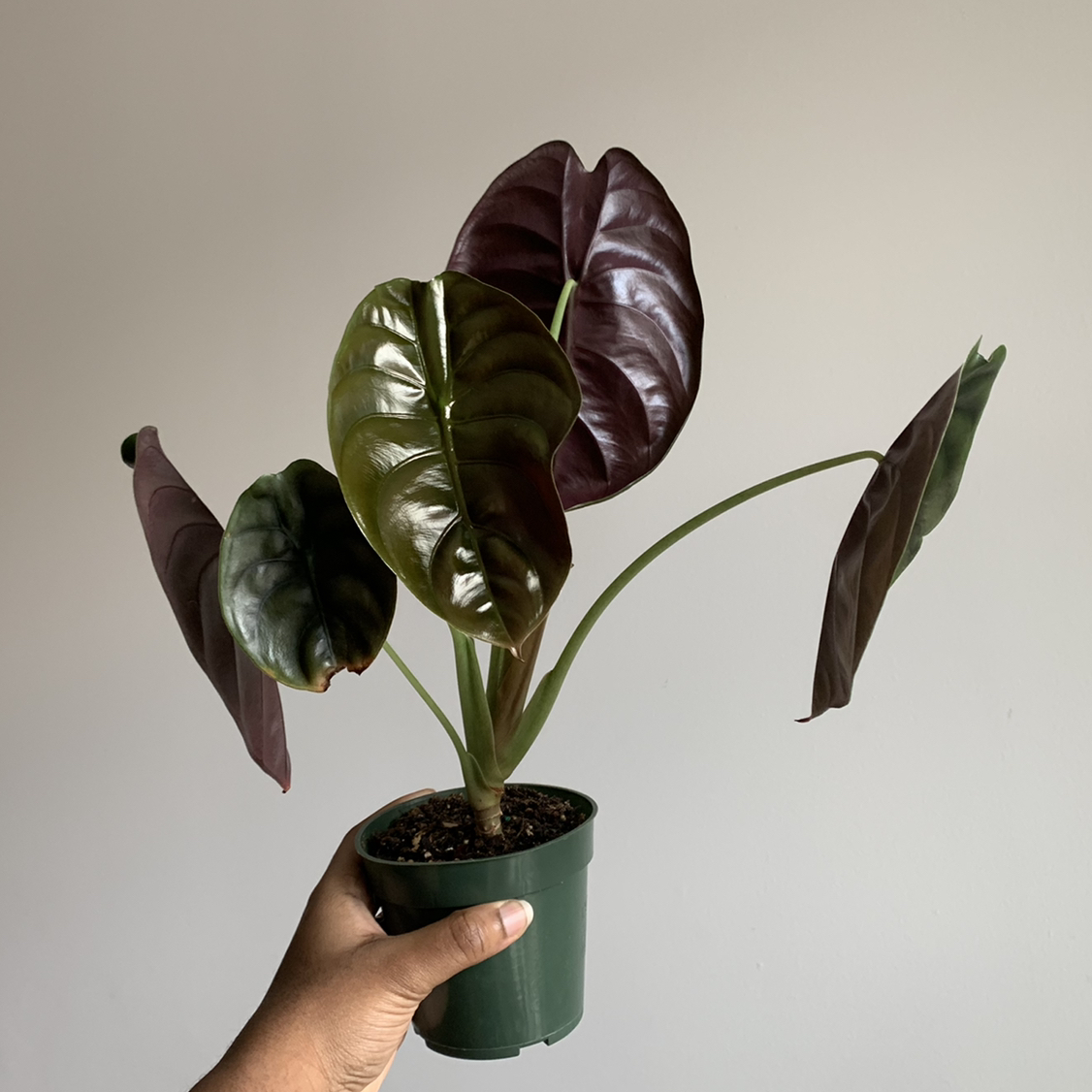 Potted Alocasia ‘Red Secret’ plant with glossy leaves held by a hand.