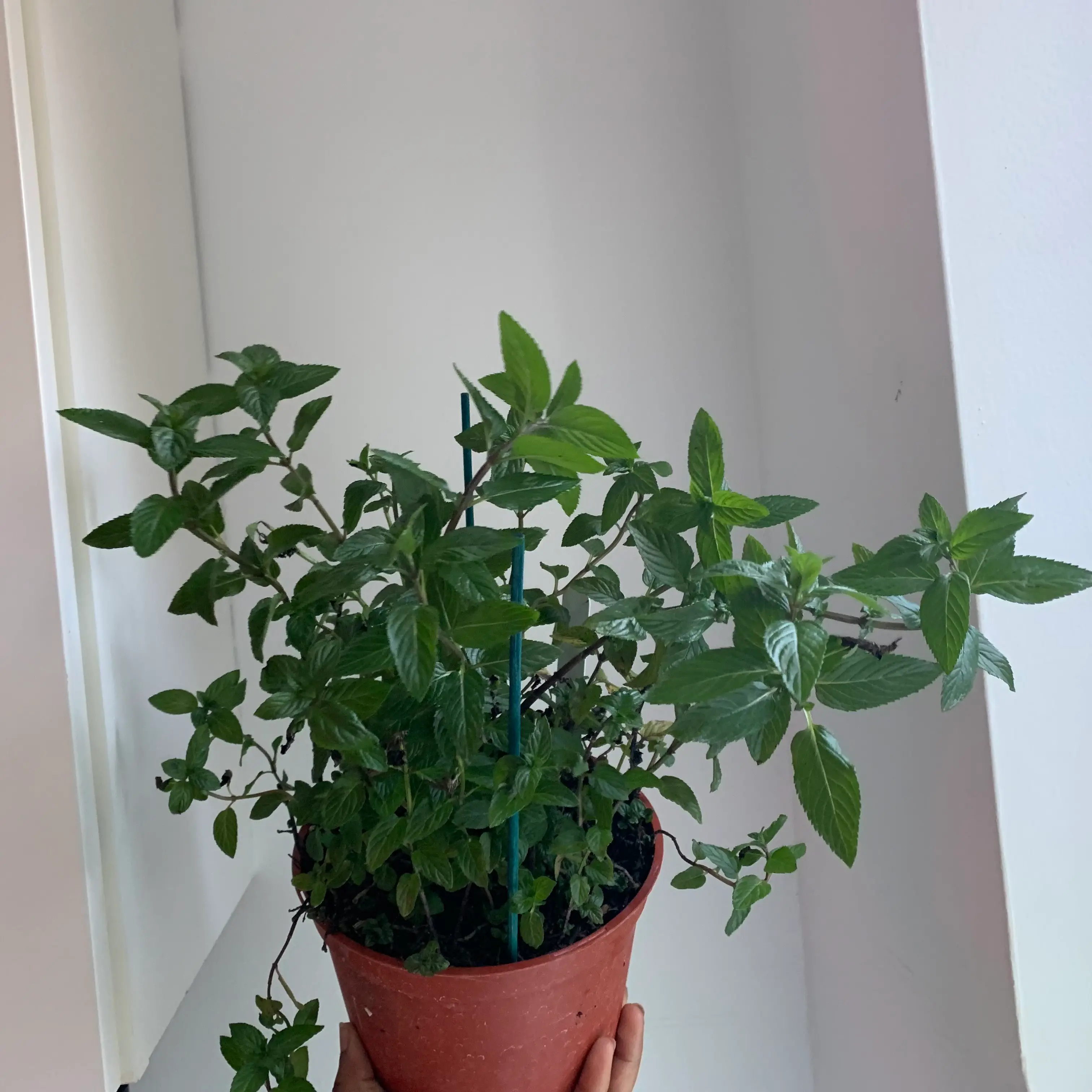 Potted Horse Mint plant with green leaves, held by a hand.