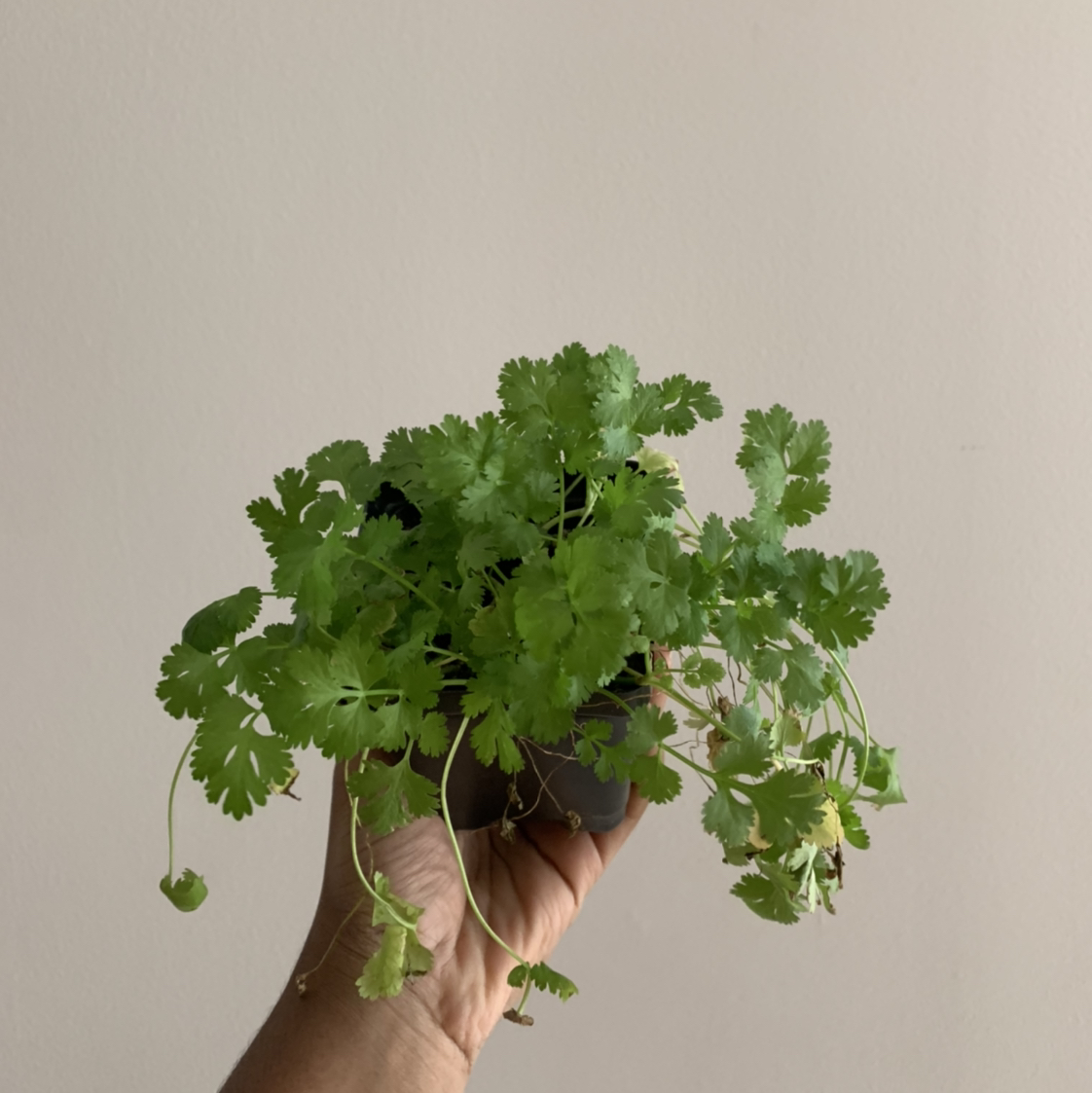 Coriander plant photo by @nneka named körs on Greg, the plant care app.