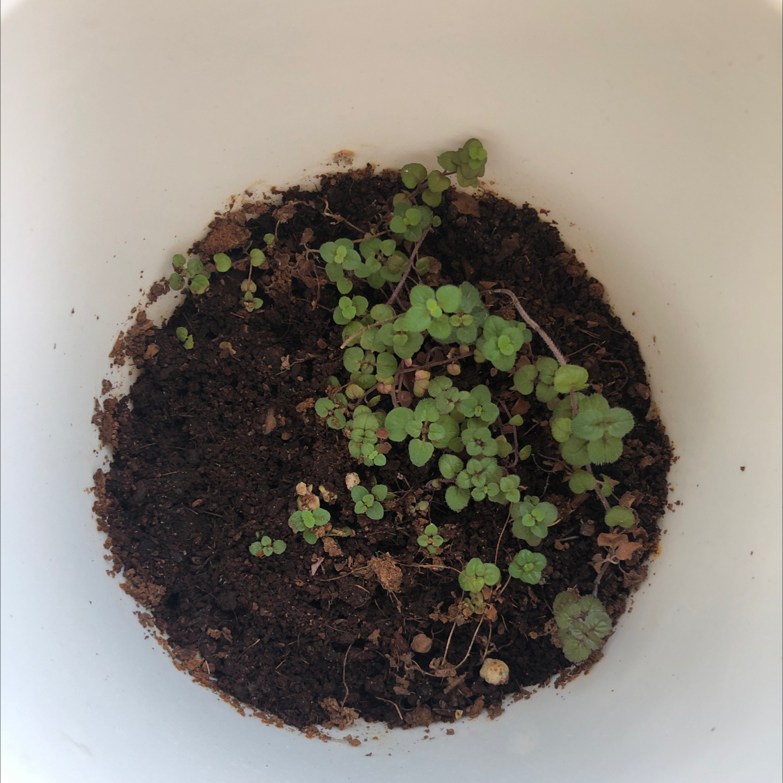 A top-down view of a small, healthy potted oregano plant with green heart-shaped leaves growing in clusters from dark soil.