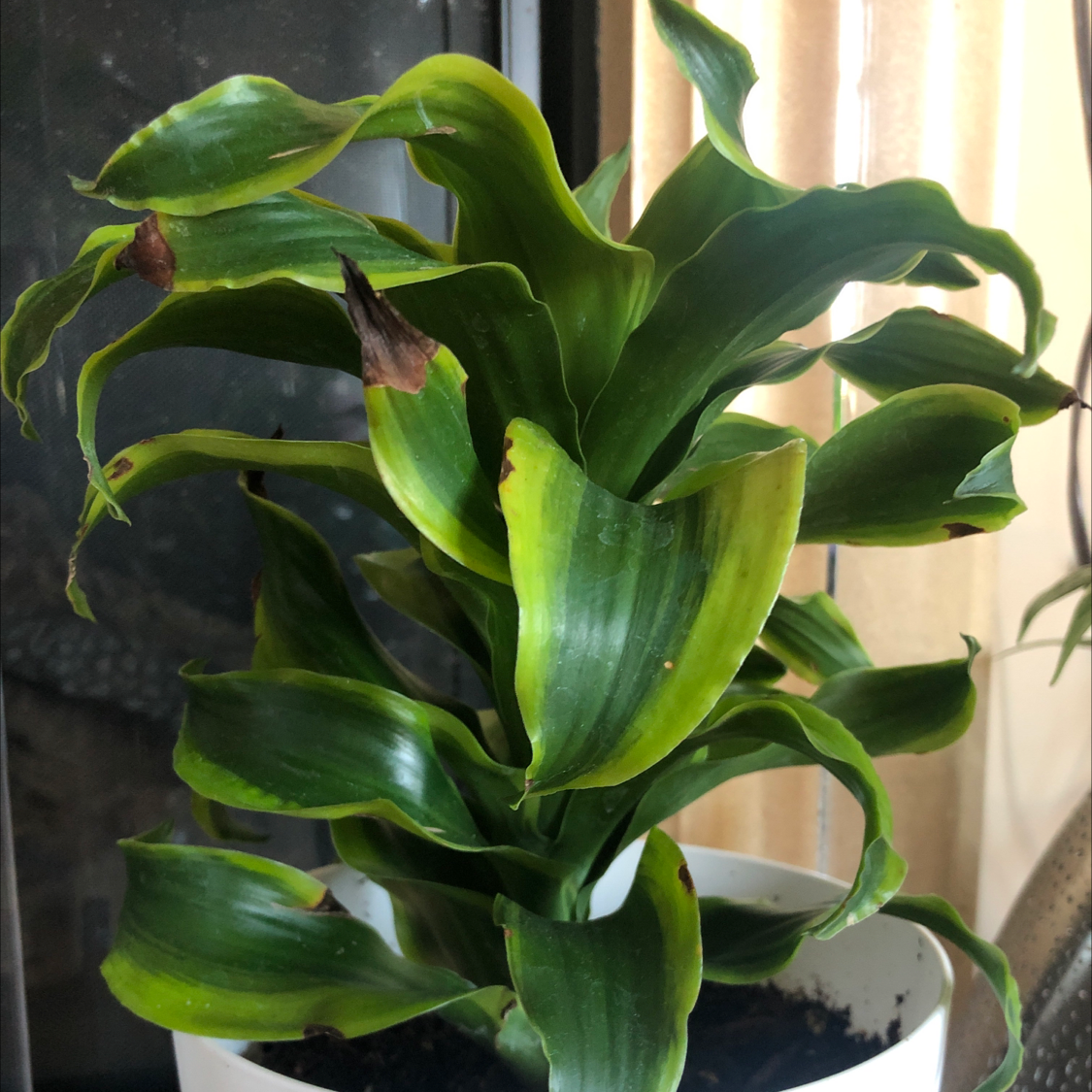 Dracaena 'Tornado' plant with some yellowing and browning leaves in a white pot.