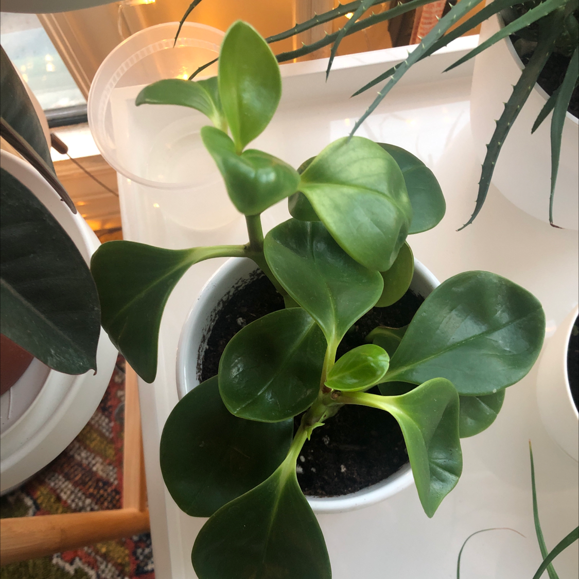 Healthy Peperomia Thailand plant in a white pot with green, glossy leaves.