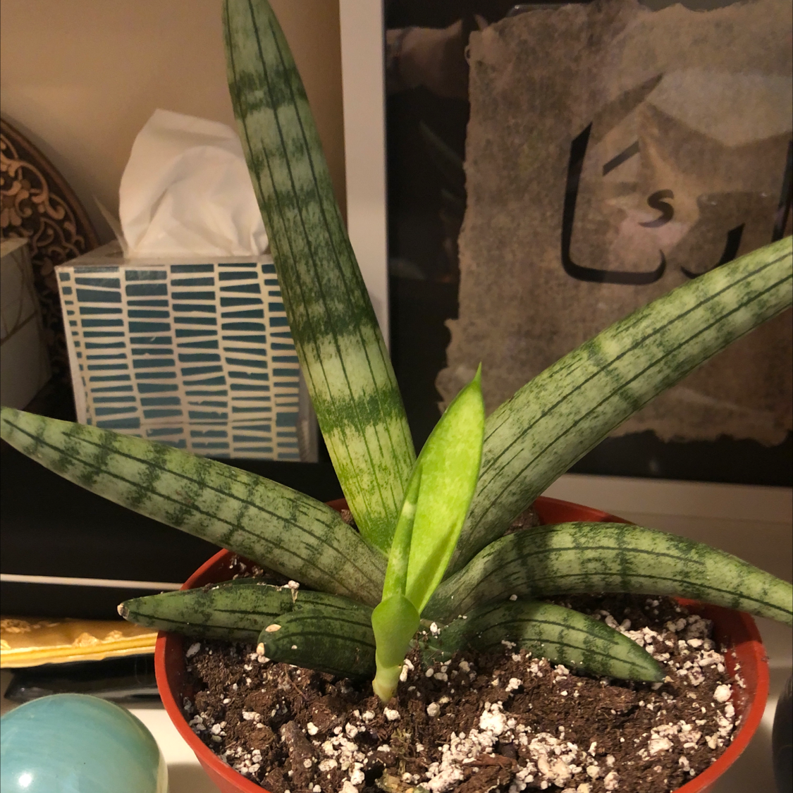 Starfish Snake Plant in a pot with visible soil, healthy green leaves with characteristic patterns.