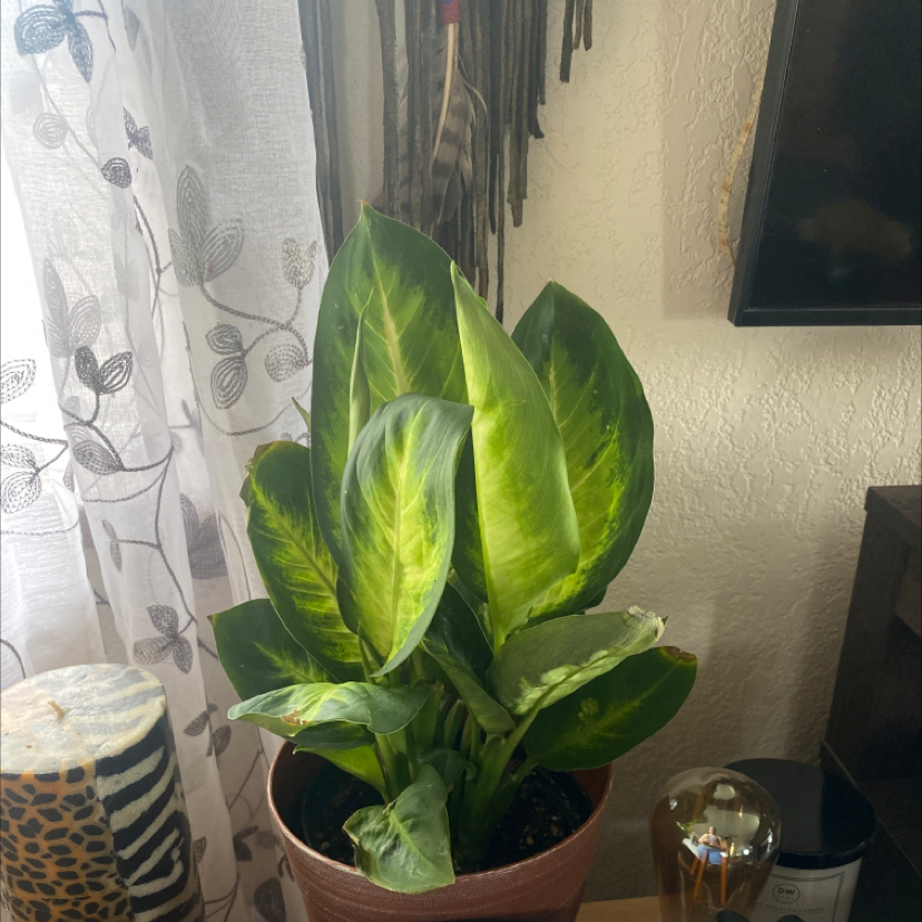Dieffenbachia 'Tropic Marianne' plant in a pot with some yellowing leaves.
