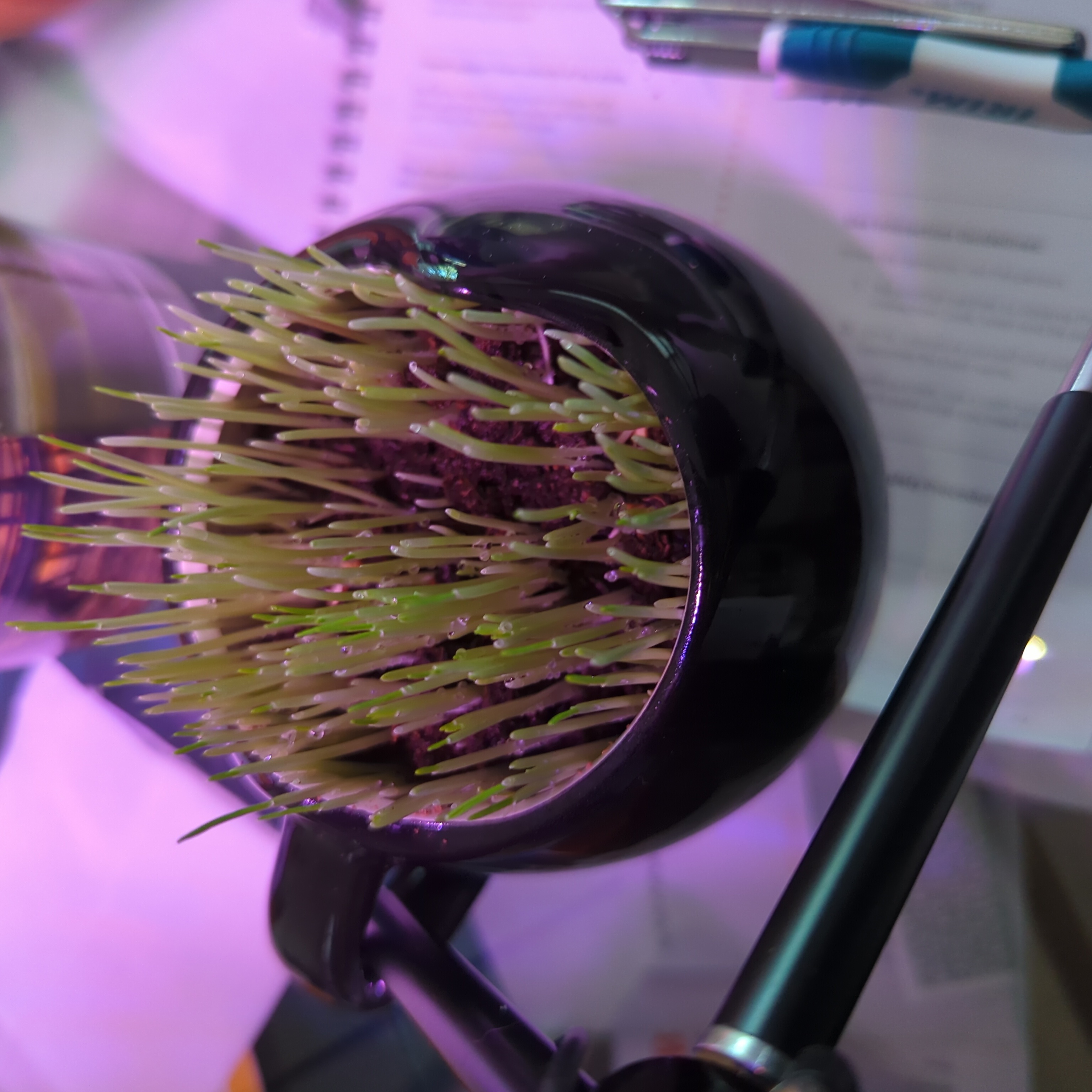 Potted Orchard Grass with green shoots in an indoor setting.