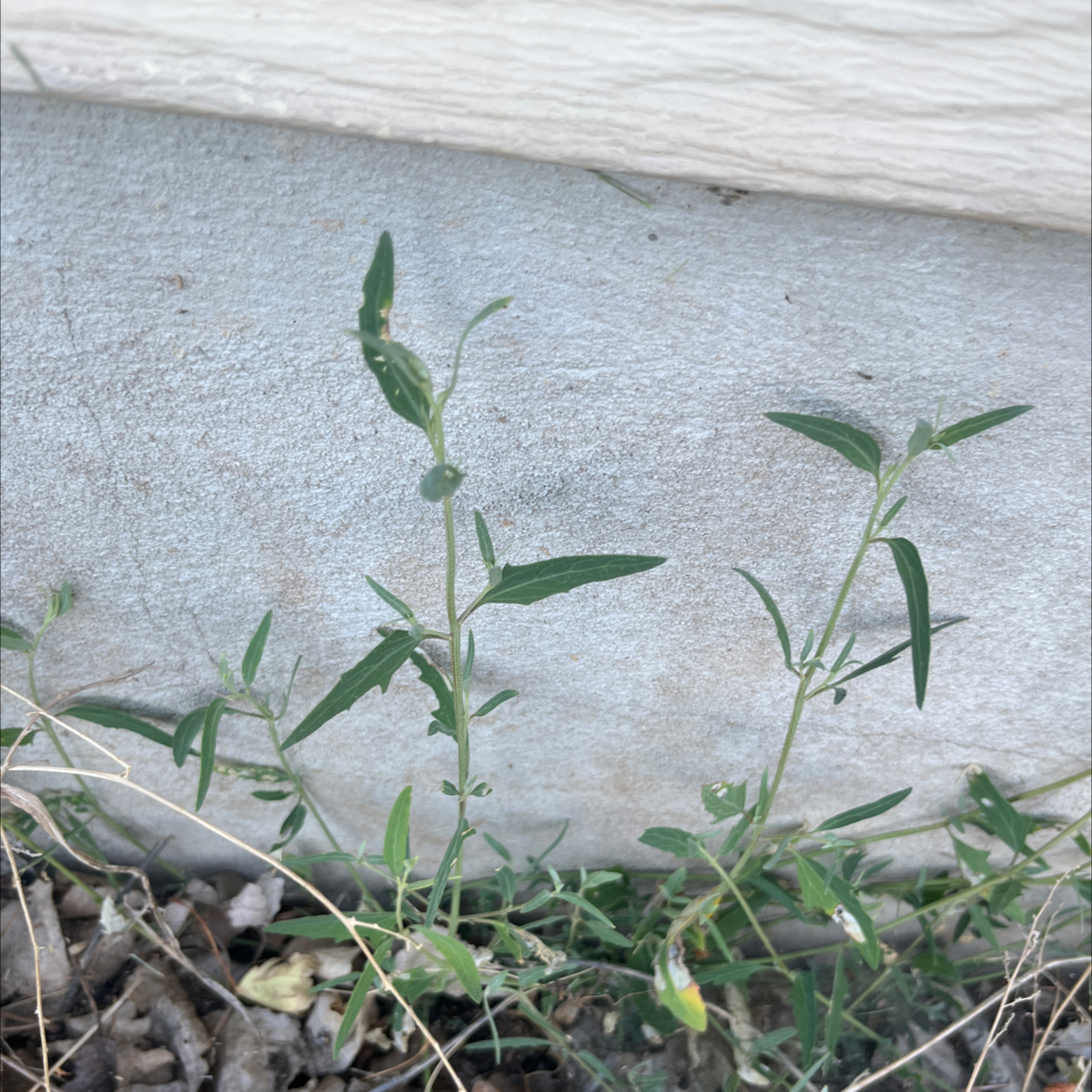 Photo of the plant species Spear Saltbush by Jennifer named Your plant on Greg, the plant care app