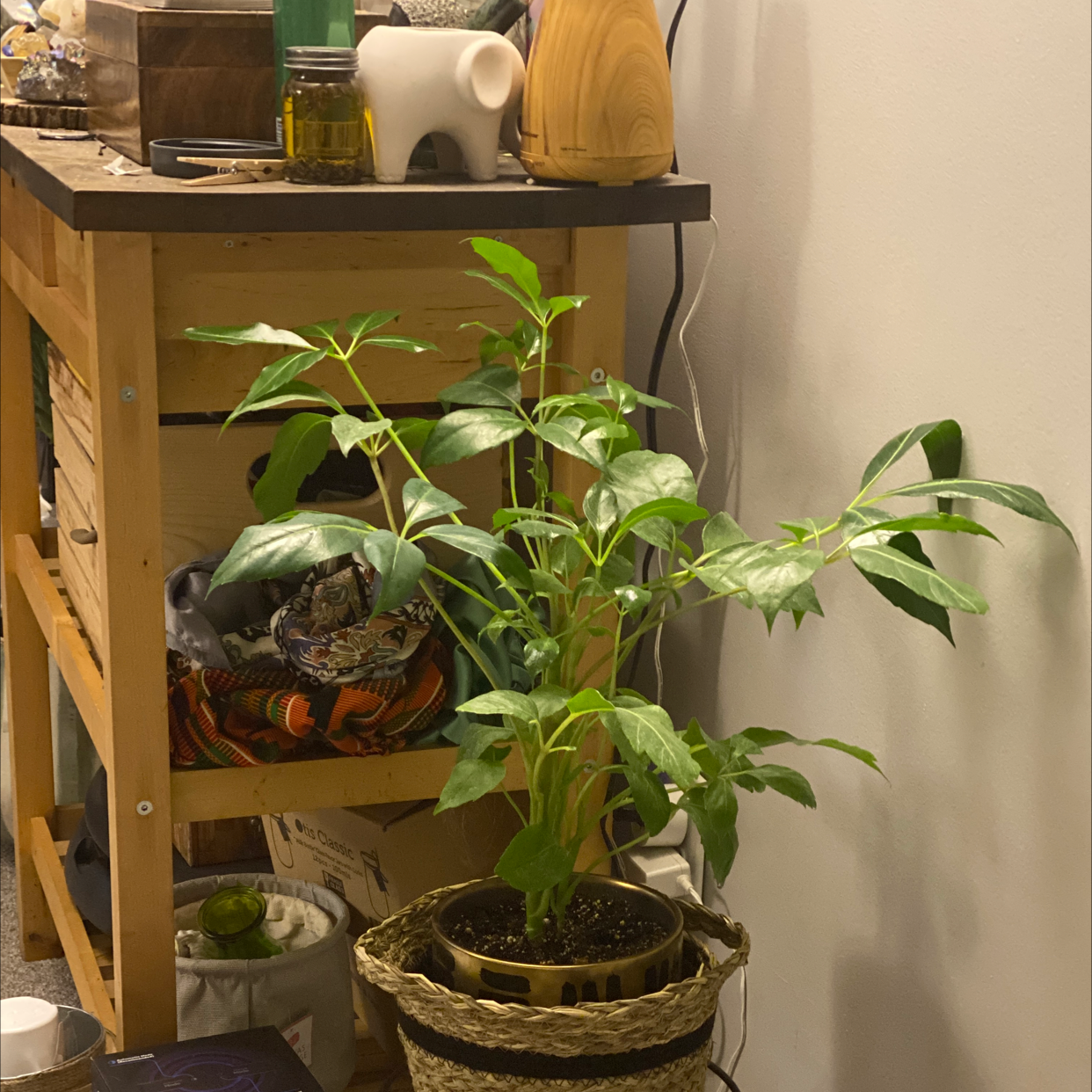 A healthy, thriving umbrella tree plant with vibrant green leaves in a woven basket on a wooden shelf.
