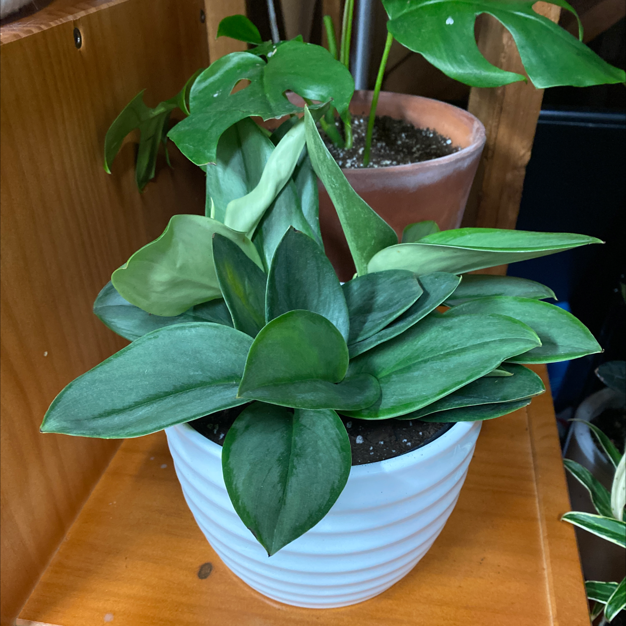 Potted Scindapsus treubii 'Moonlight' plant with healthy green leaves.
