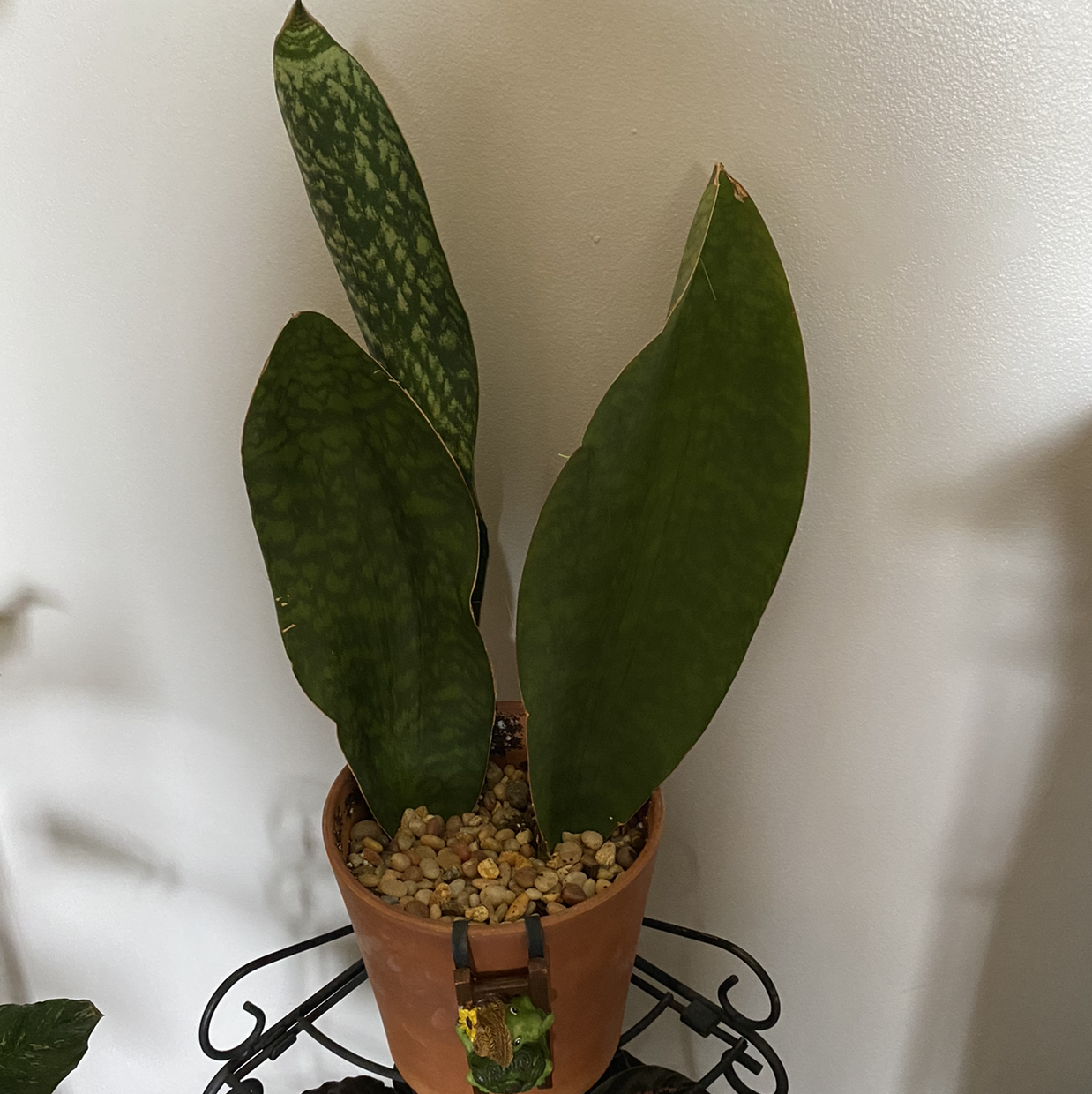 Whale Fin Snake Plant in a pot with pebbles on the soil surface, appearing healthy.