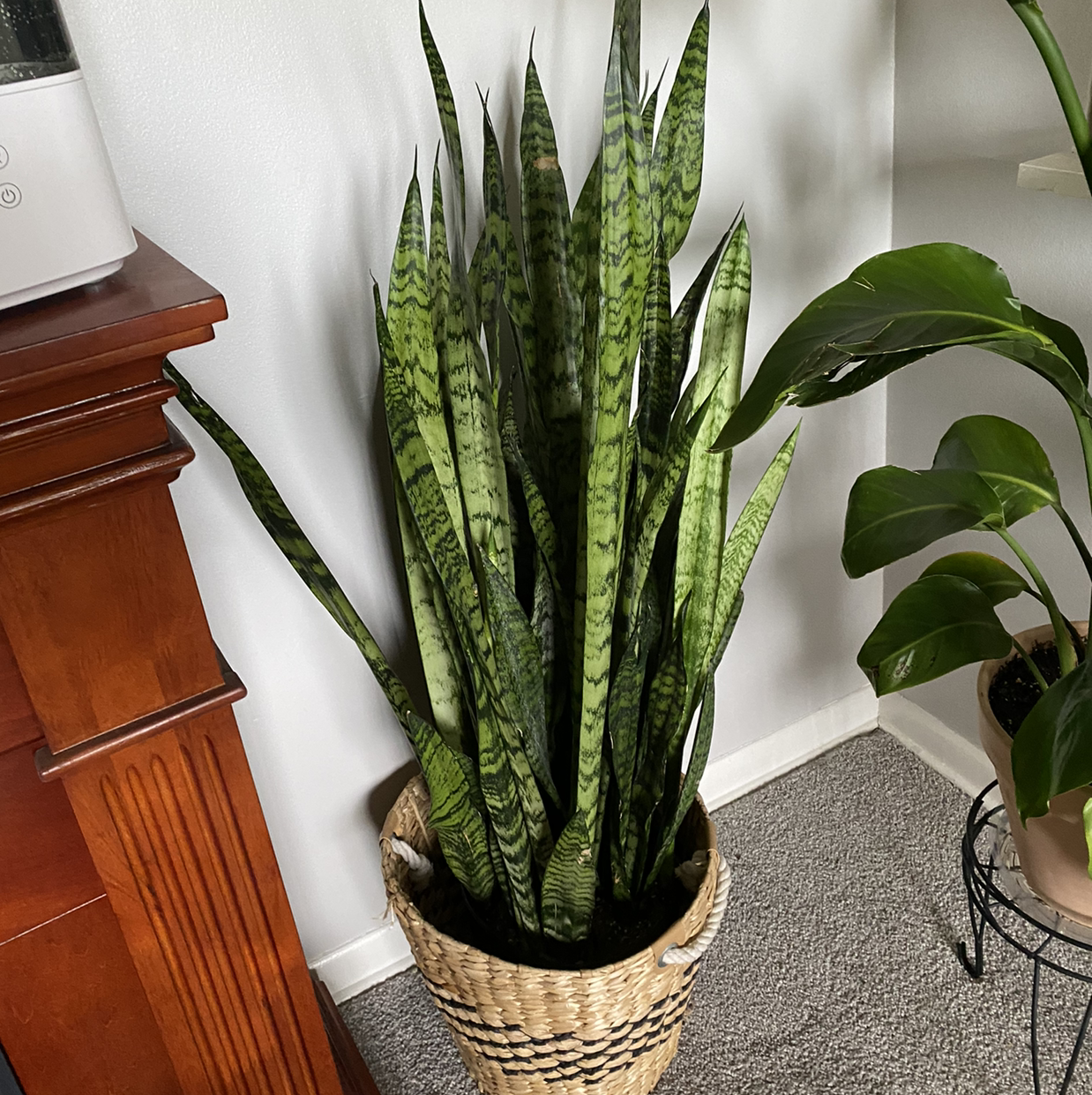 Snake Plant plant photo by @Ebjo79 named Audre on Greg, the plant care app.