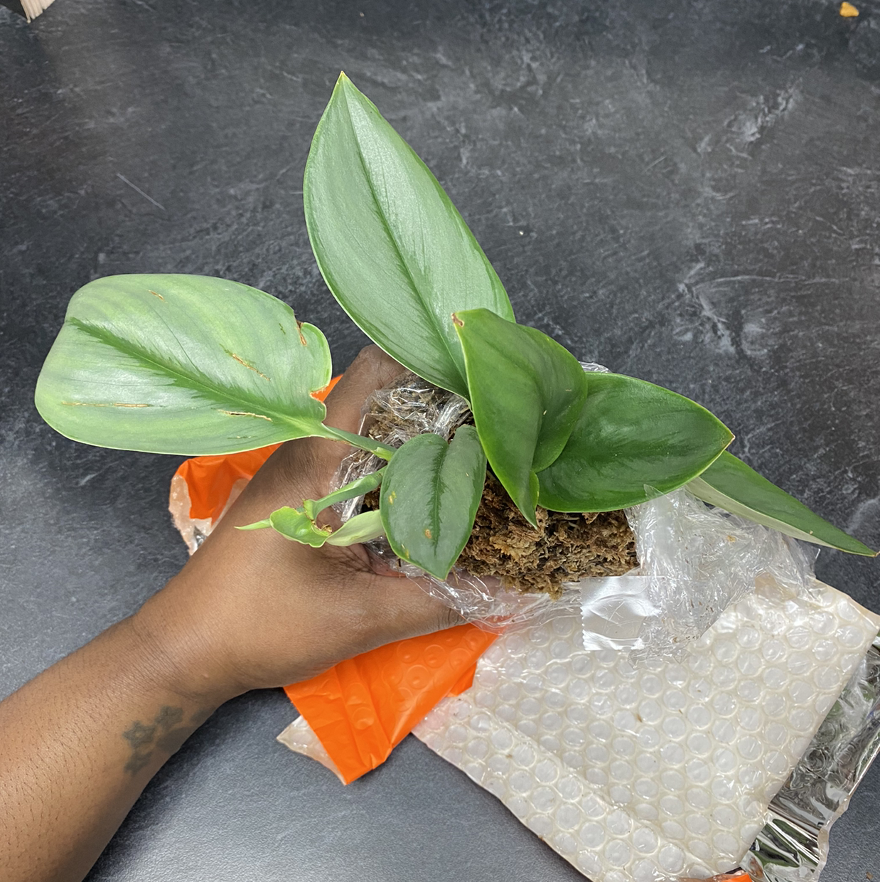 Scindapsus treubii 'Moonlight' plant with healthy green leaves, recently unwrapped from packaging.