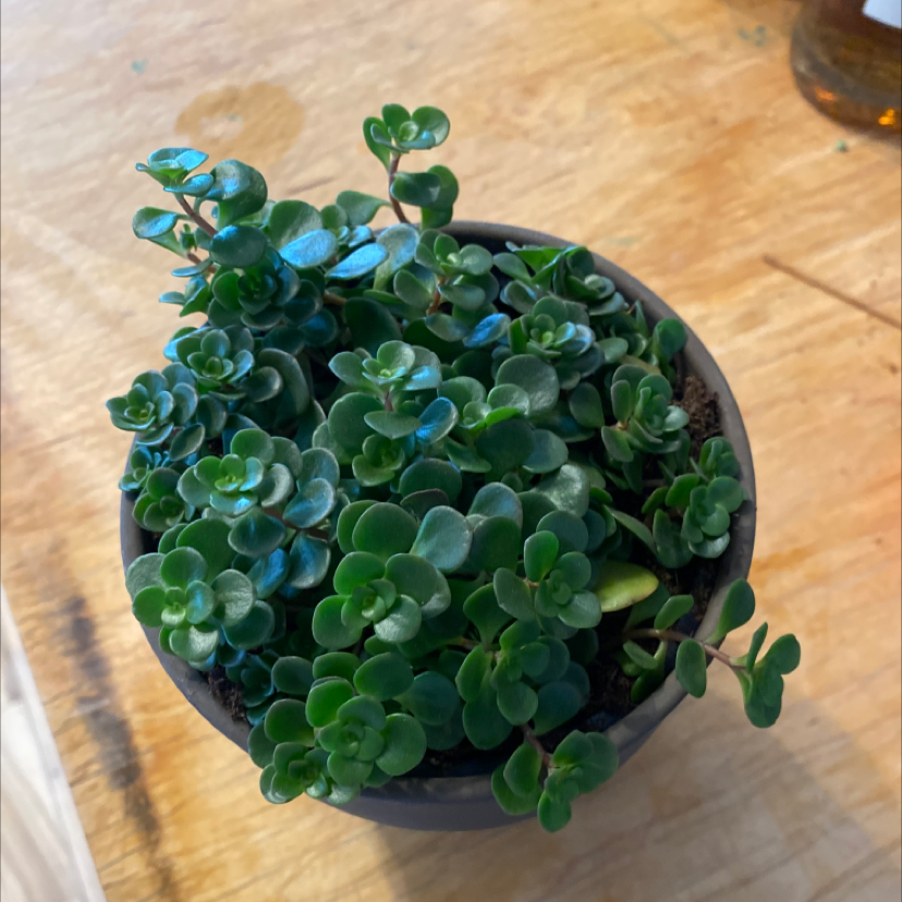 Potted Two-Row Stonecrop with small, rounded, succulent leaves.