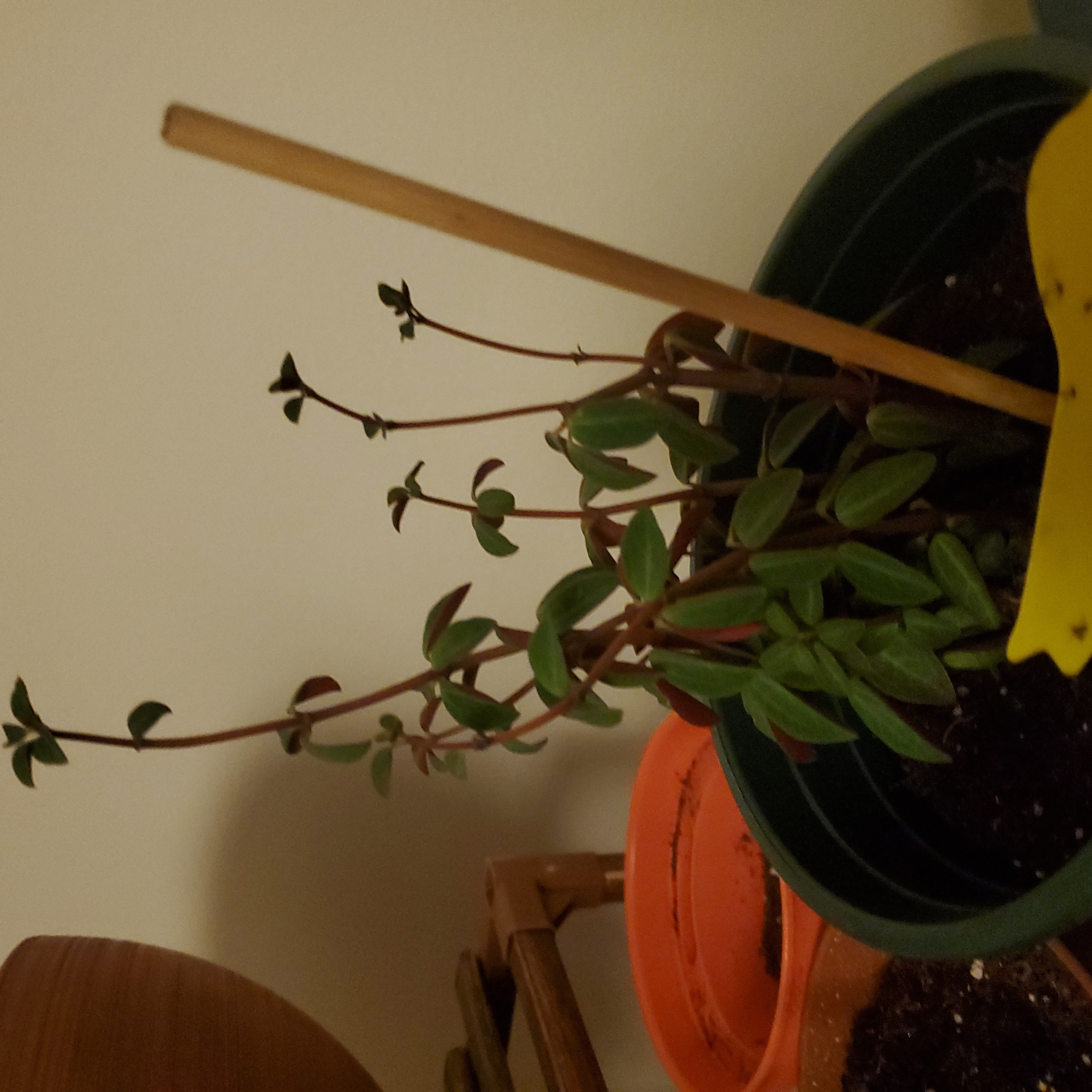 Jelly Peperomia plant in a pot with visible soil, appears healthy.