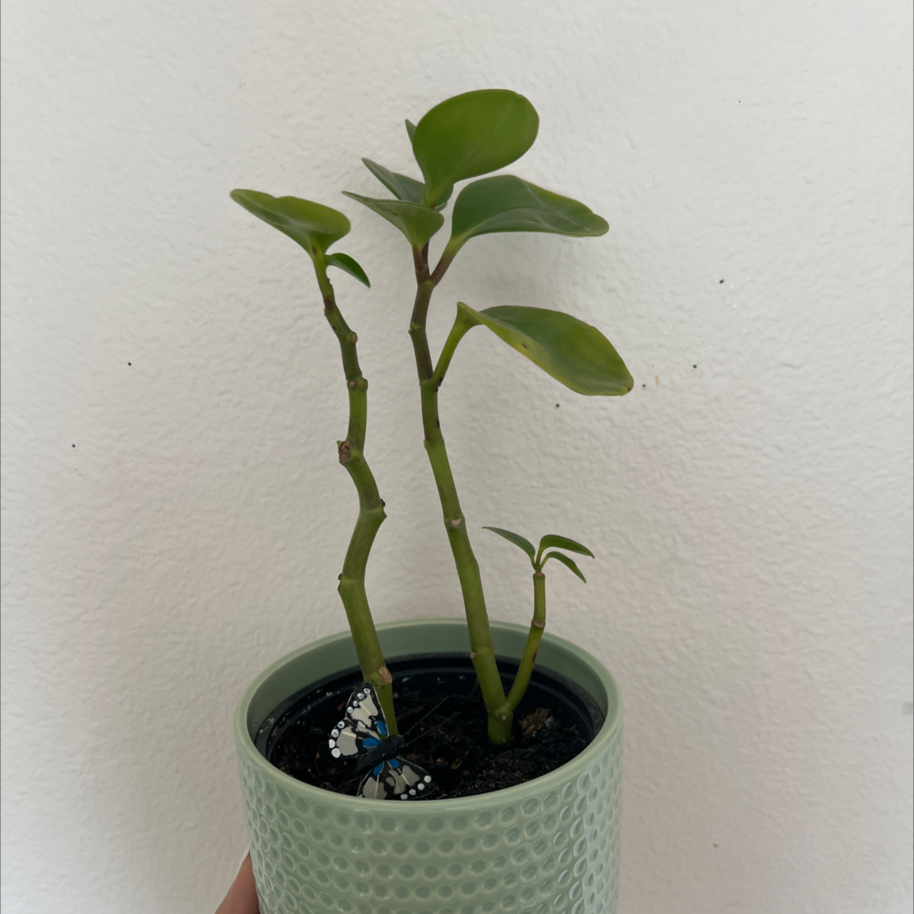 Peperomia Red Edge plant in a pot with visible soil, healthy green leaves, and no signs of disease.