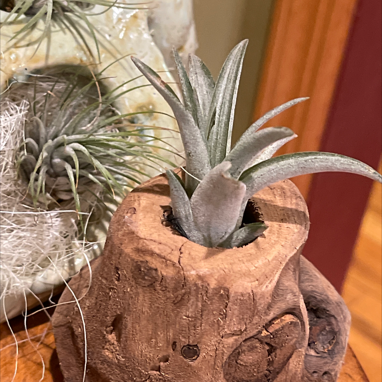 Tillandsia harrisii plant in a wooden holder with another plant in the background.