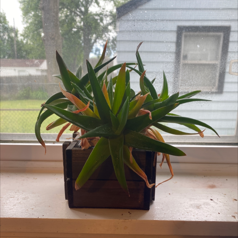 Potted Fynbos aloe plant with browning leaf tips on a windowsill.
