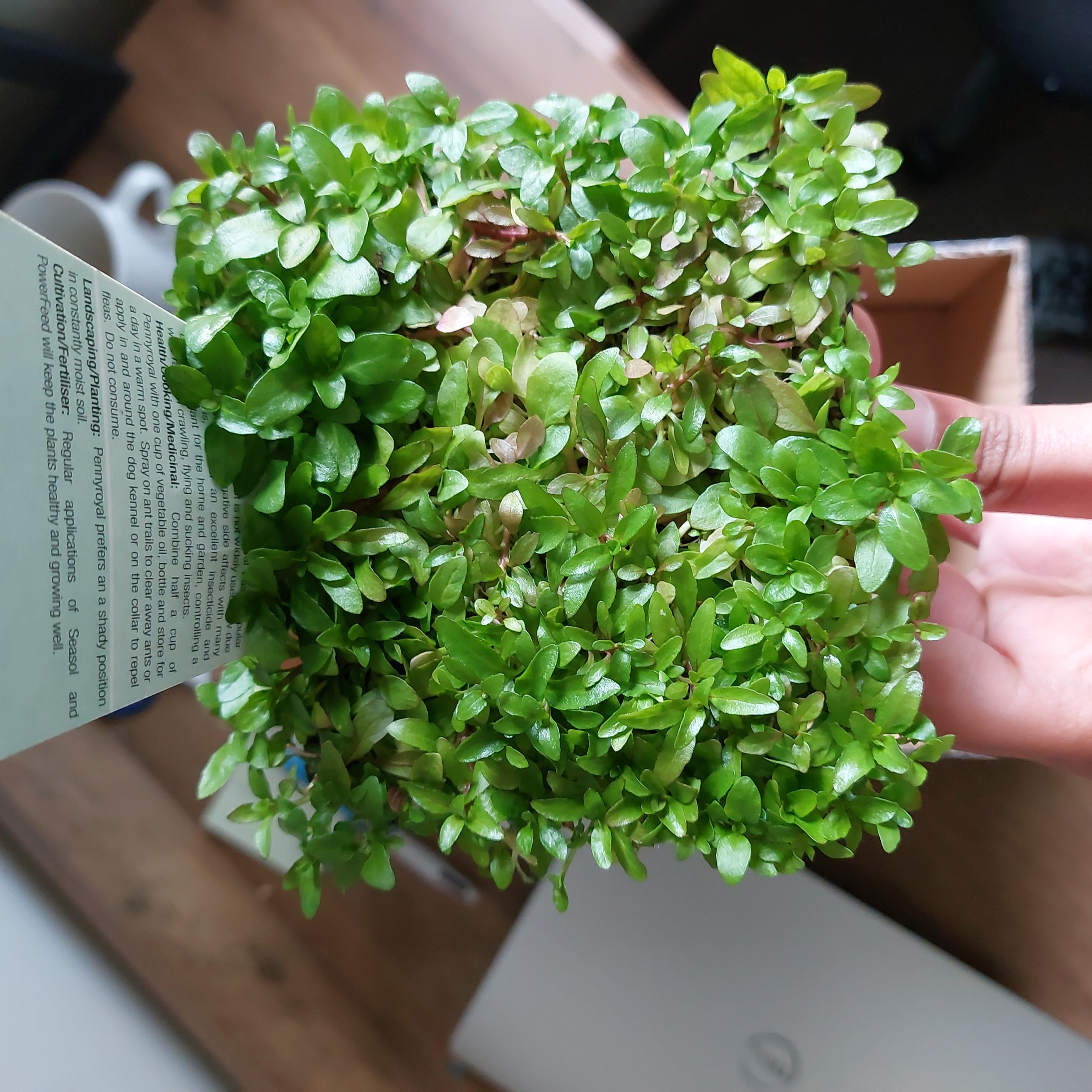 Photo of the plant species American Pennyroyal by @FancyPolypremum named Penny on Greg, the plant care app