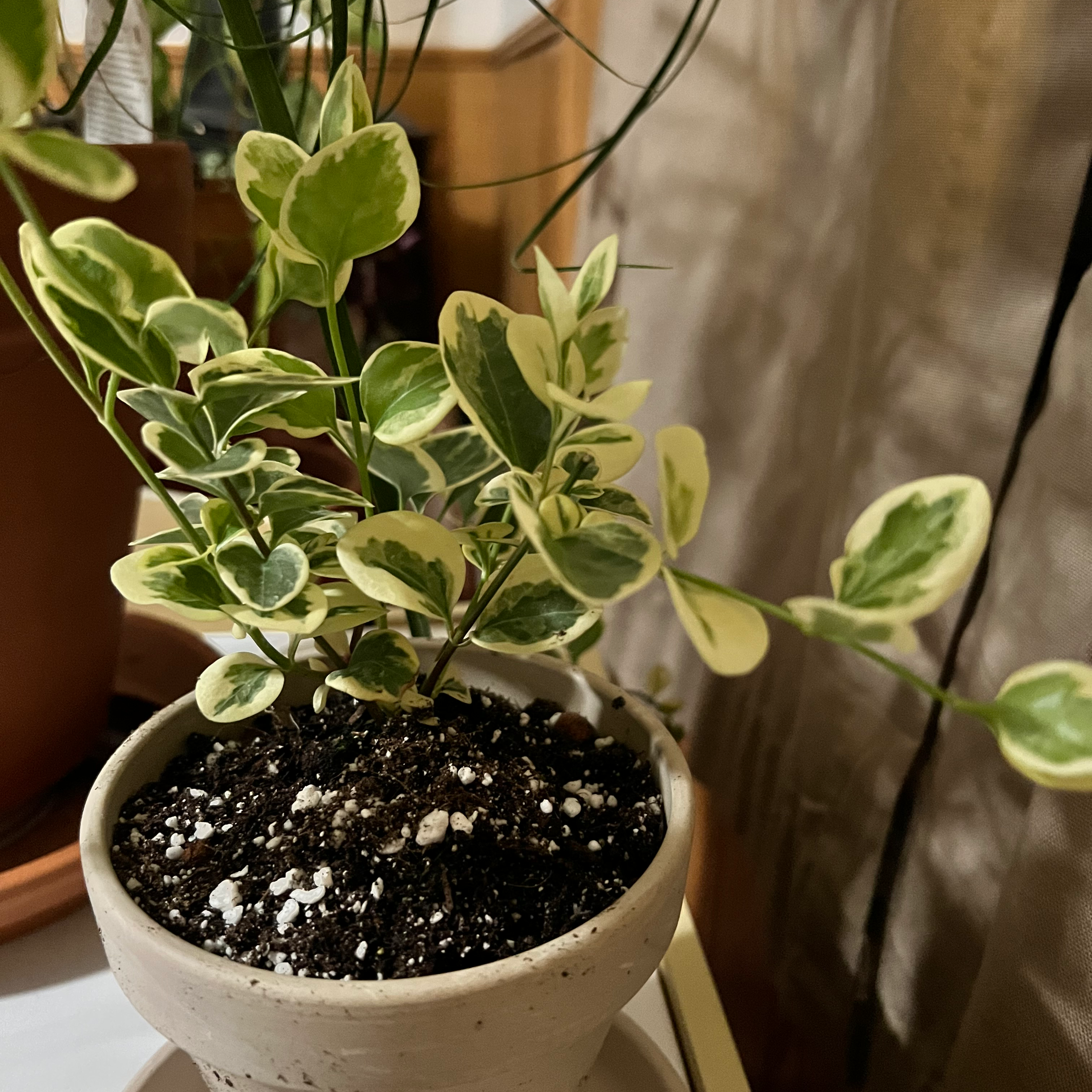 Variegated Vinca Vine plant in a small pot with healthy green and white leaves.