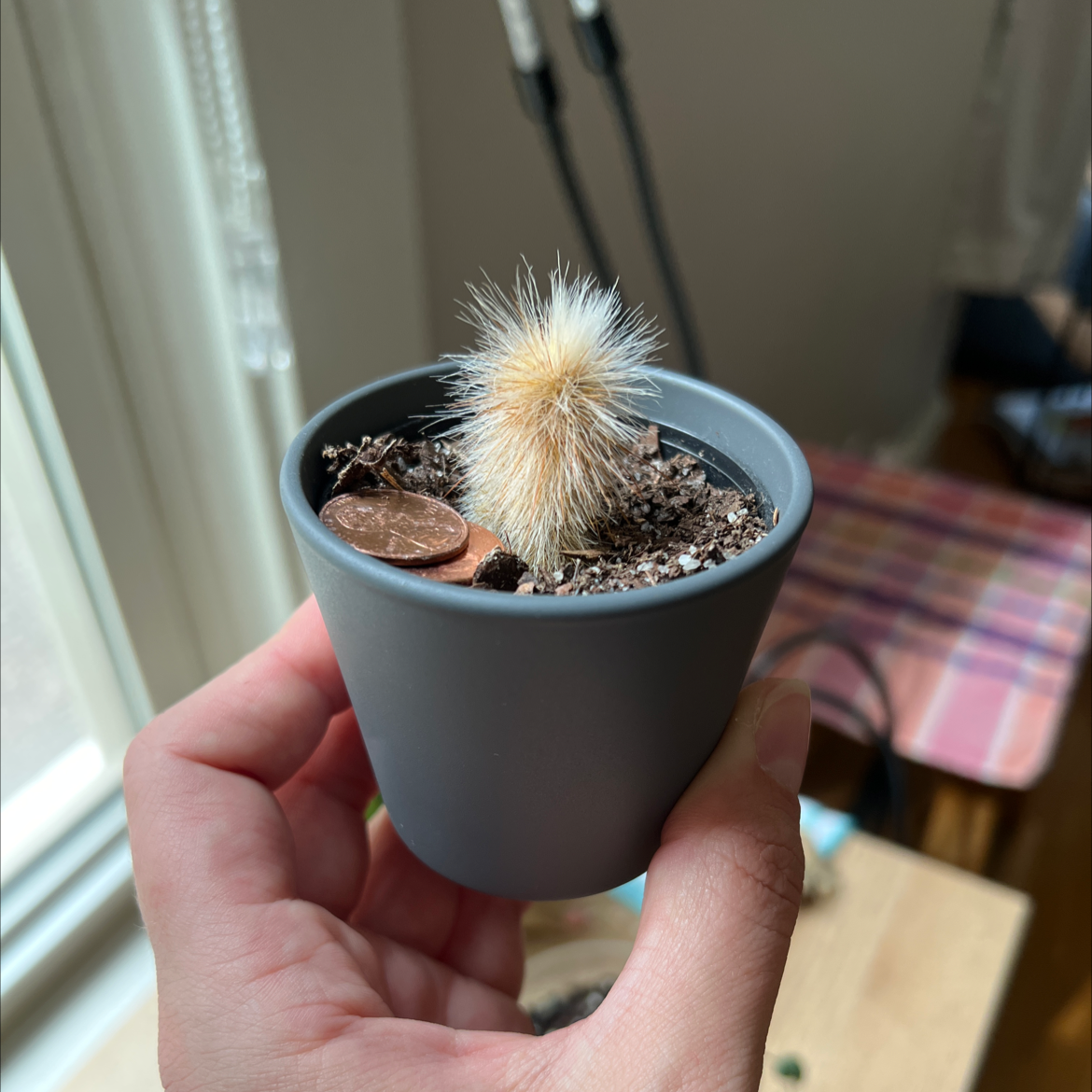 Peruvian Old Man Cactus in a gray pot, held by a hand, with visible soil.