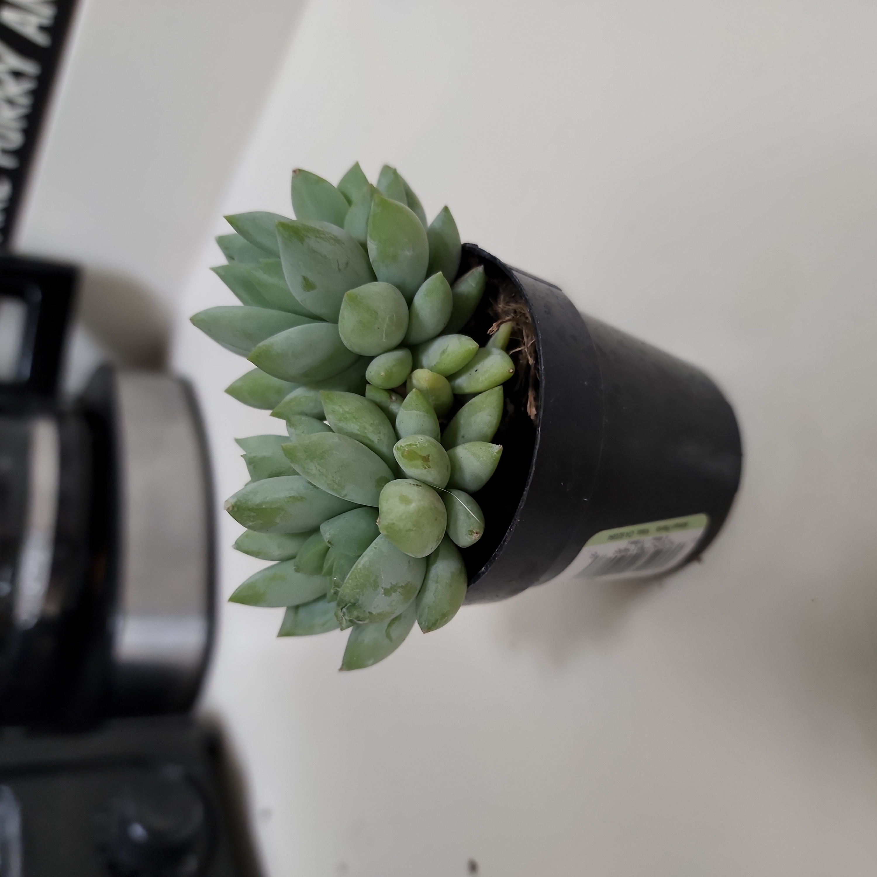 Sedeveria 'Dark Elf' succulent in a small black pot, healthy green leaves.