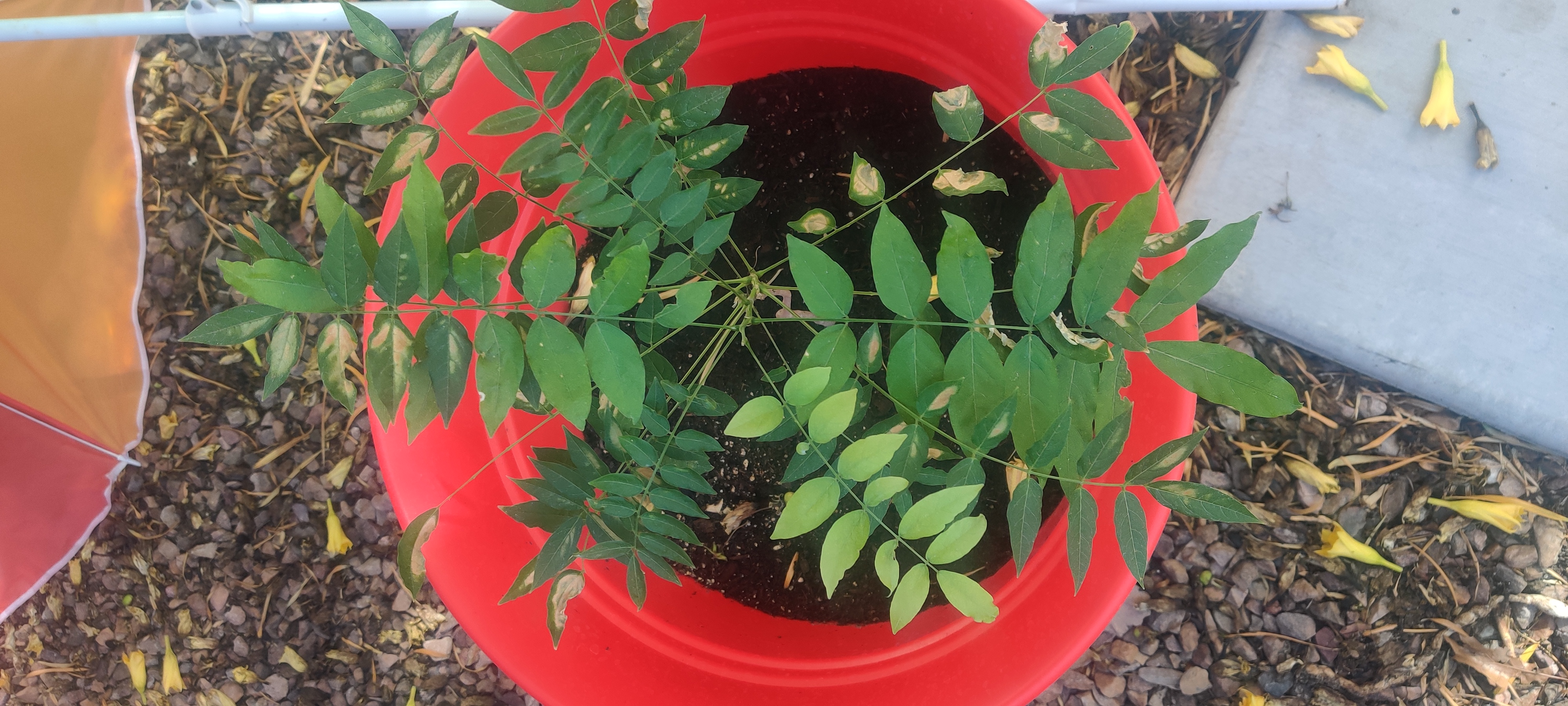Chinese Wisteria plant in a red pot with green leaves and visible soil.
