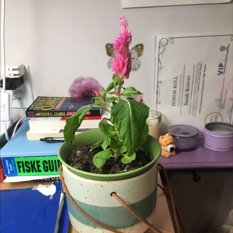Healthy potted Cockscomb plant with bright pink flower spike and green leaves, centered in ceramic pot on cluttered surface.