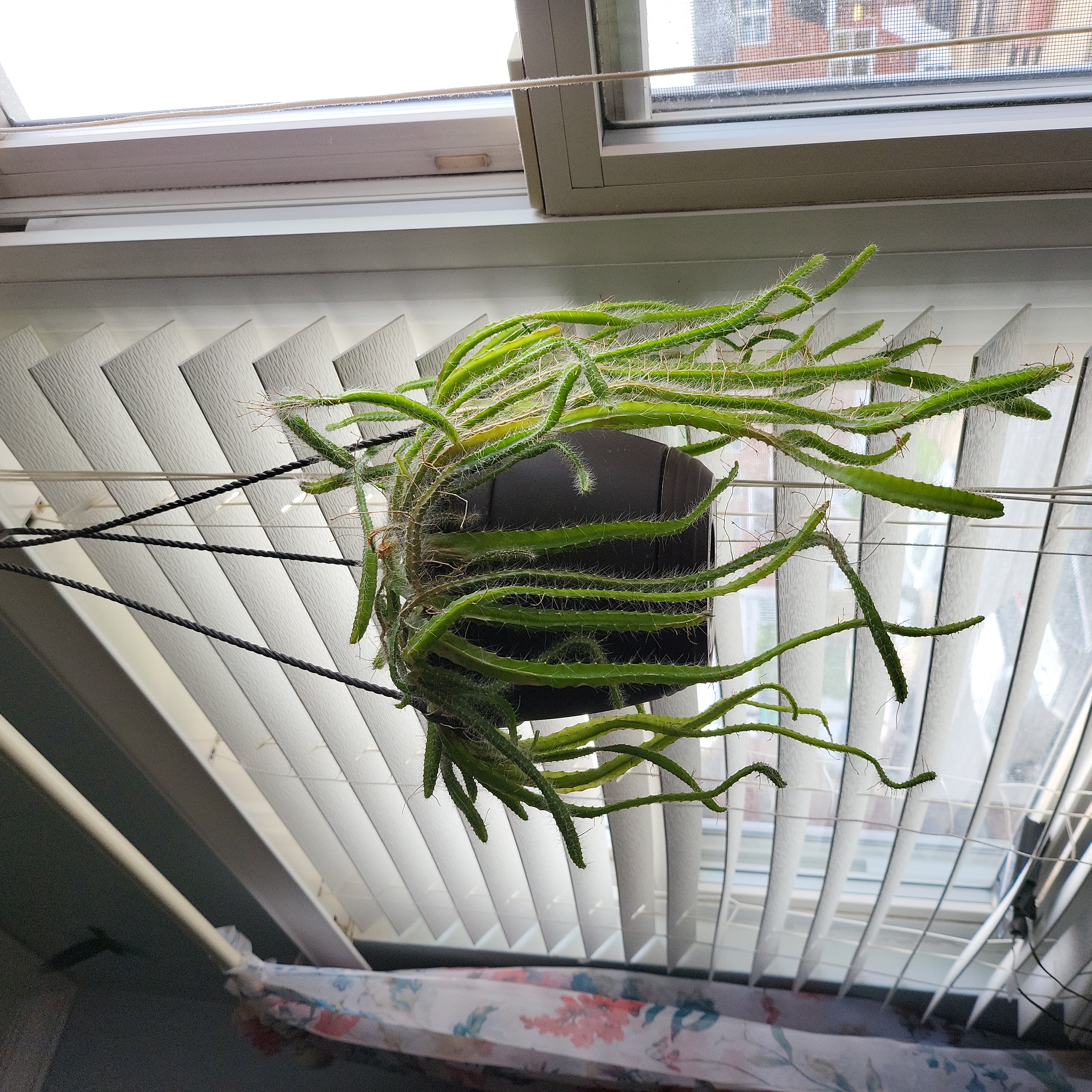 Hanging Dog Tail Cactus with long green stems in front of window blinds.