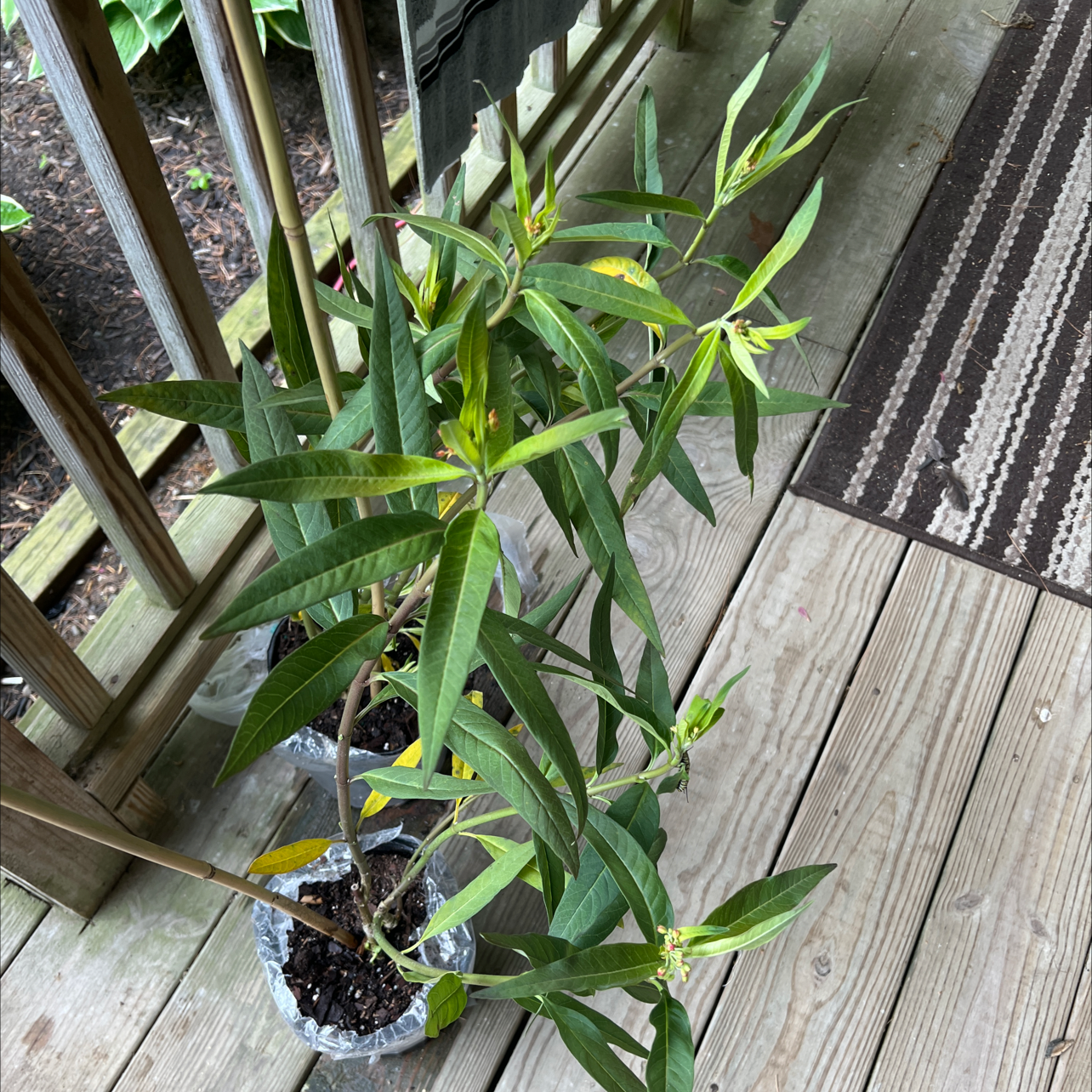 Scarlet Milkweed plant with green leaves in containers on a wooden deck.