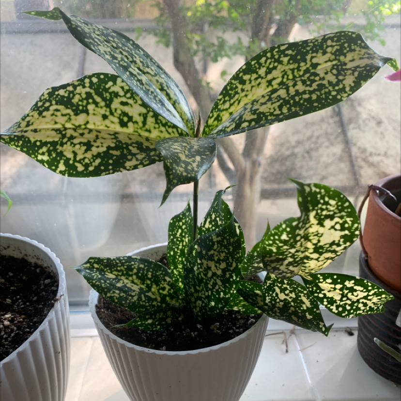 Photo of the plant species Dracaena 'Florida Beauty' by @CrystalWhorley named Goldie on Greg, the plant care app