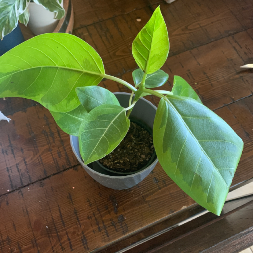 Potted Council Tree plant with broad green leaves, well-framed and in focus.