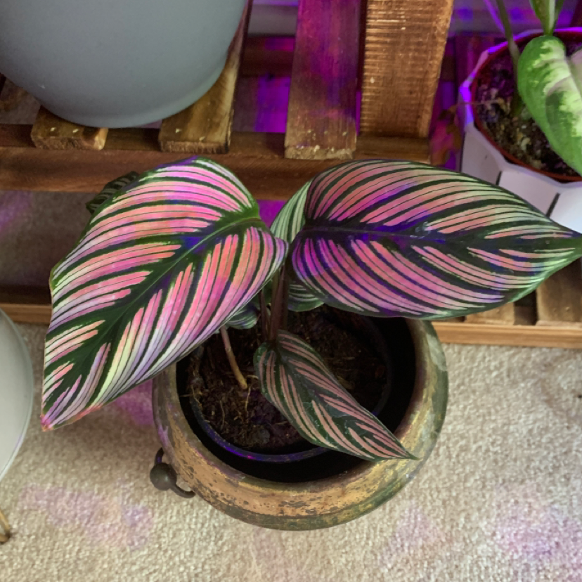 Photo of the plant species Goeppertia majestica by @CrystalWhorley named Chloe on Greg, the plant care app