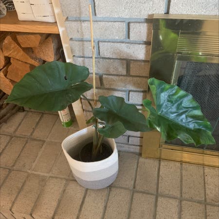 Photo of the plant species Alocasia 'Sumo' Elephant Ear by Crystalwhorley named Dumbo on Greg, the plant care app