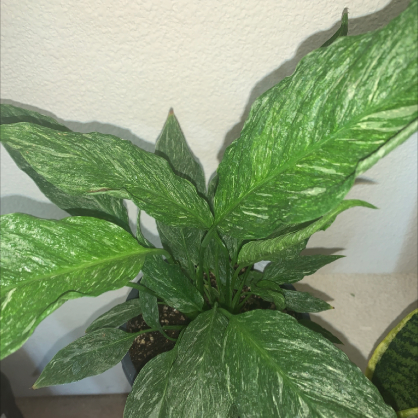 Photo of the plant species Domino Peace Lily by @CrystalWhorley named Winston on Greg, the plant care app