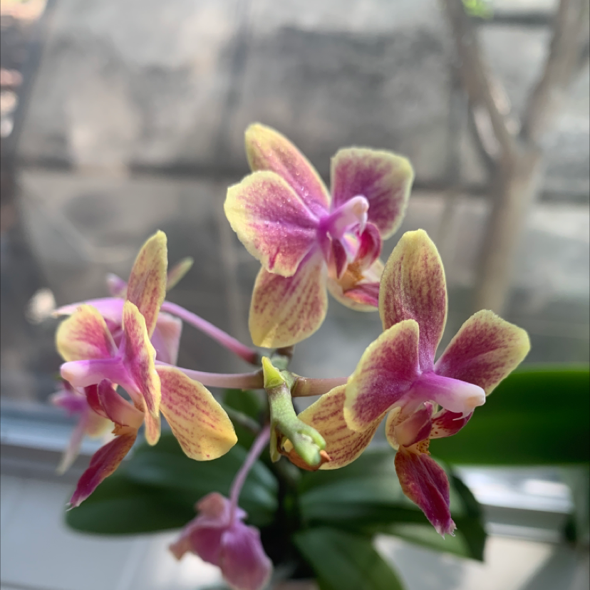 Photo of the plant species Sawfly Orchid by @CrystalWhorley named Madonna on Greg, the plant care app