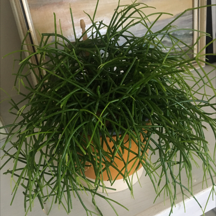 Photo of the plant species Quill-like Wickerware Cactus by @KeheeKanga named Sally on Greg, the plant care app