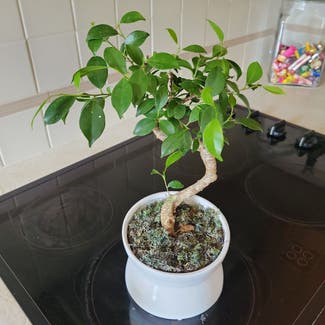 Ficus Ginseng plant in Clawson, Michigan