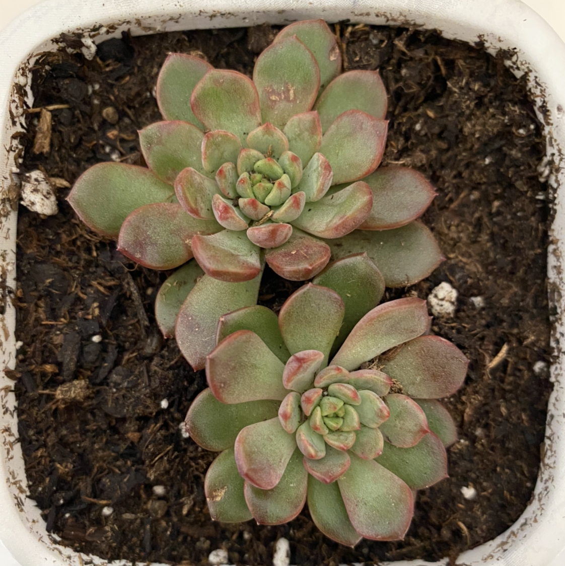 Graptoveria 'Bashful™' plant in a white pot with visible soil, healthy leaves, and no flowers.