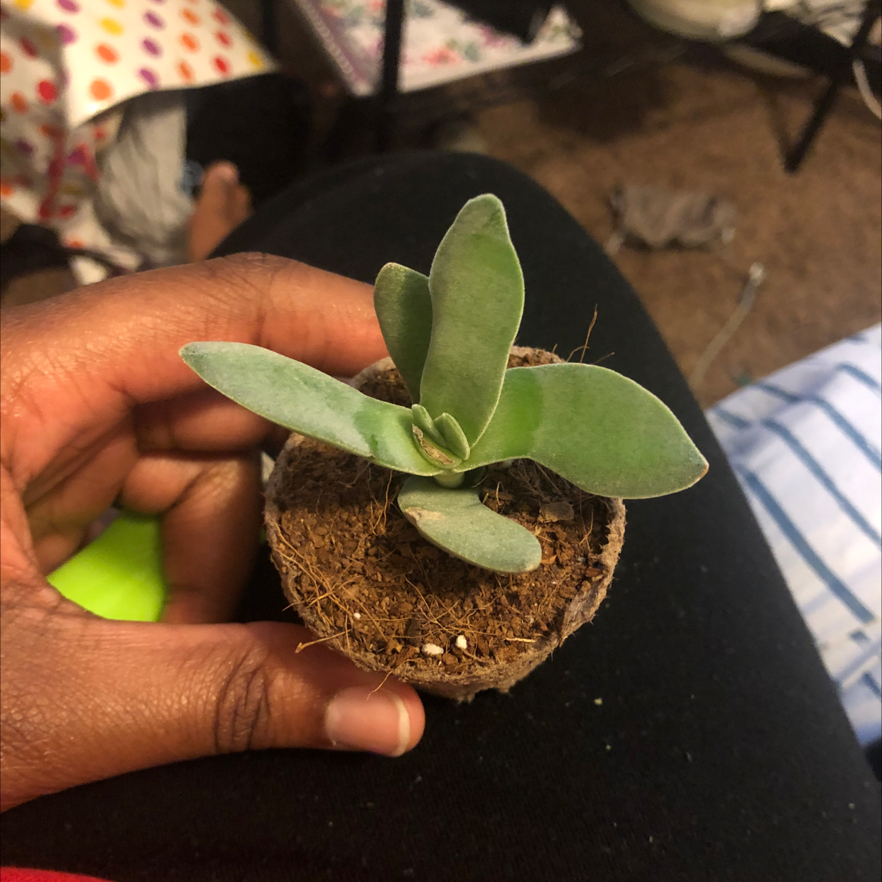 Hand holding a small succulent plant in a pot with visible soil.