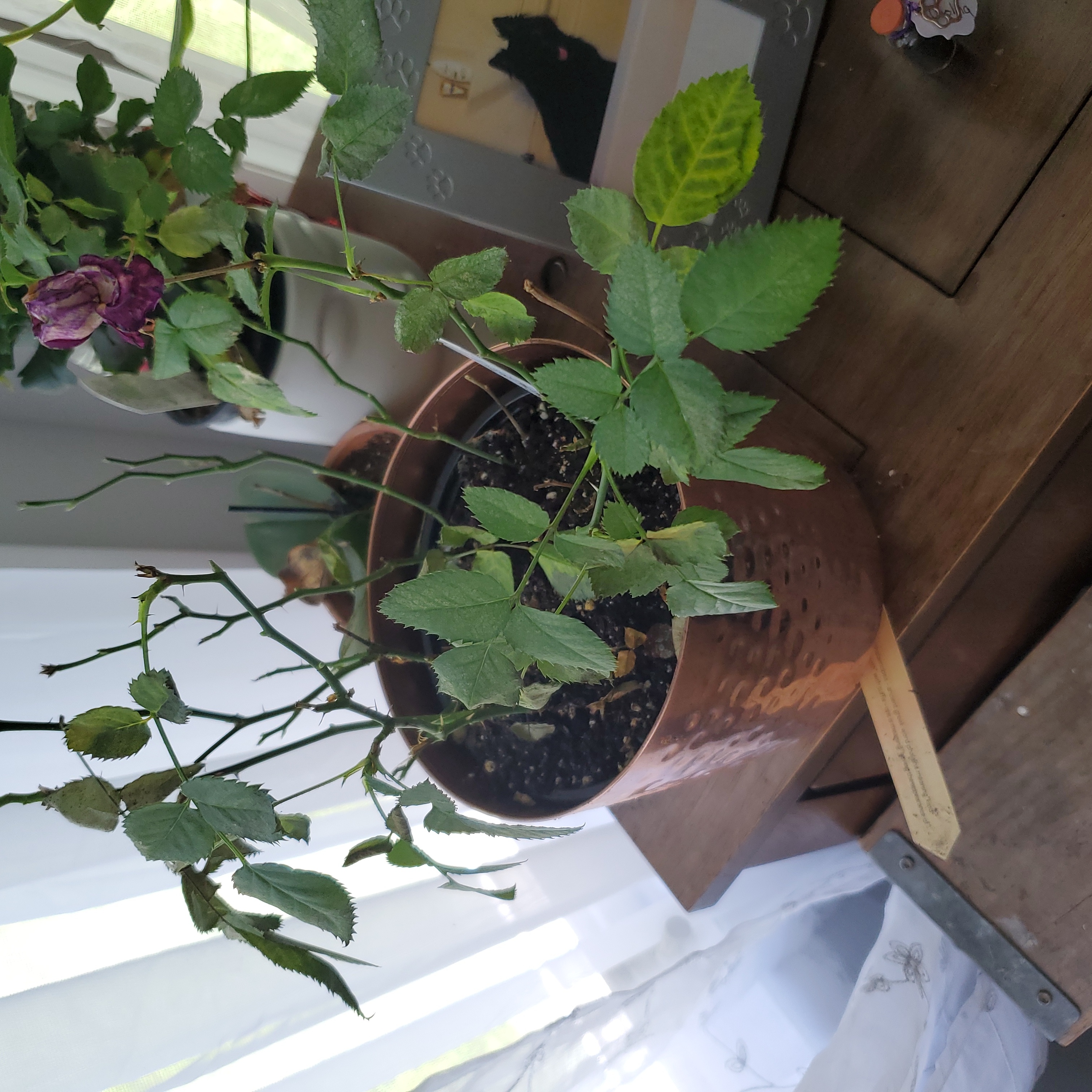Potted Multiflora Rose plant with green leaves and wilted flowers on a wooden surface.