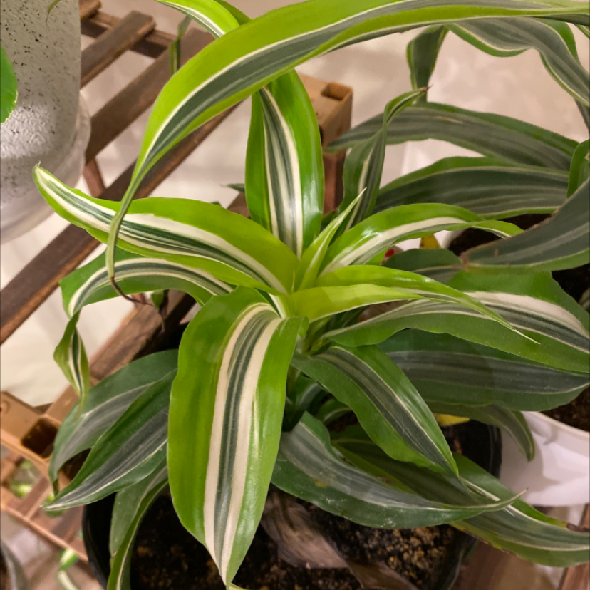 Lemon Surprise Snake Plant with vibrant green and white striped leaves.