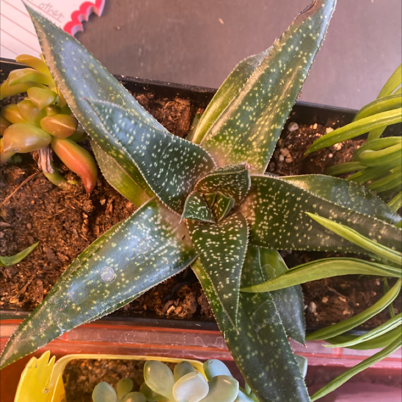 Photo of the plant species Limpopo Gasteraloe by @WhimsicalGarlic named Your plant on Greg, the plant care app