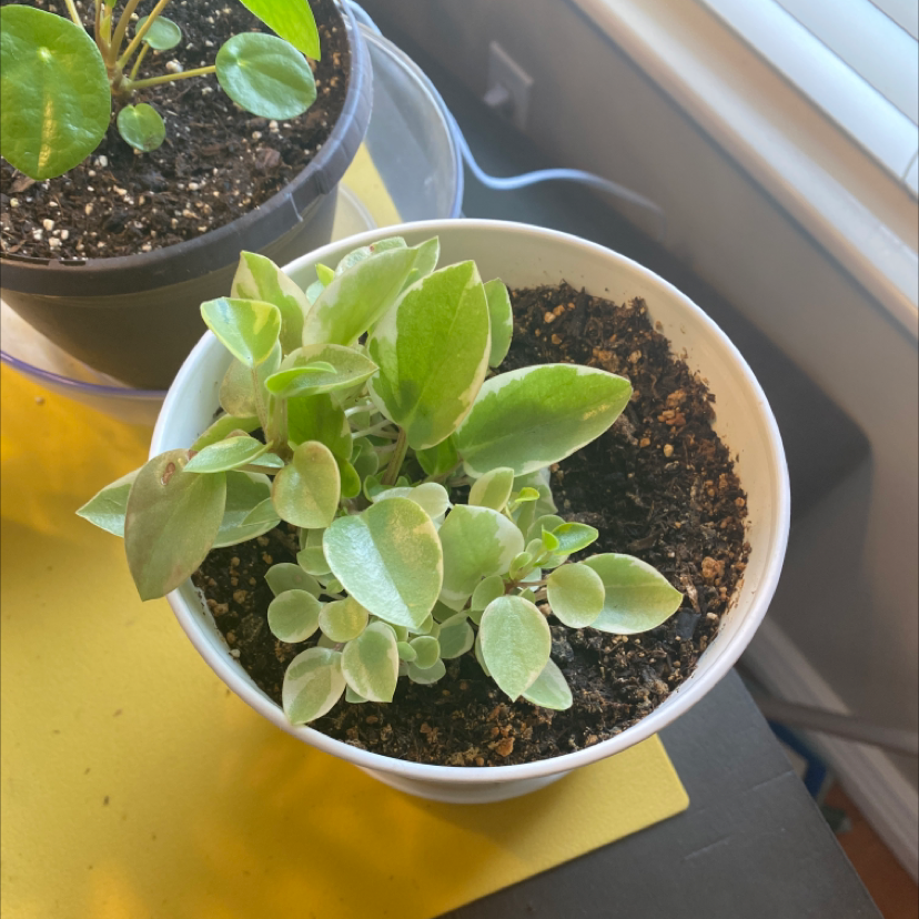 Variegated Teardrop Peperomia in a white pot with visible soil, well-framed and in focus.
