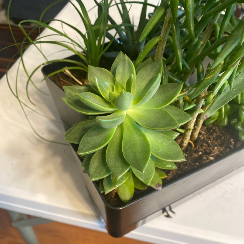 Photo of the plant species Spring Glow Graptosedum by @WhimsicalGarlic named Your plant on Greg, the plant care app