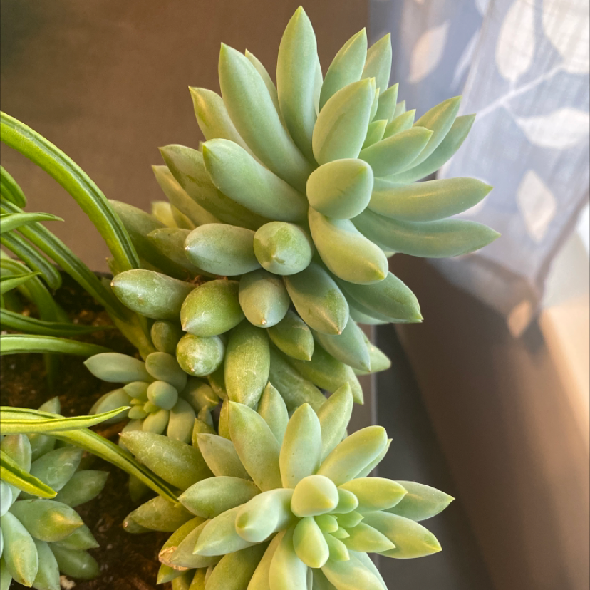 Sedeveria 'Harry Butterfield' succulent with healthy green leaves in a rosette pattern.