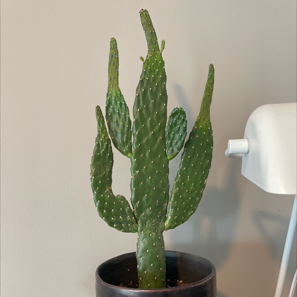 Healthy Woolyjoint Prickly Pear cactus in a pot, well-framed and in focus.