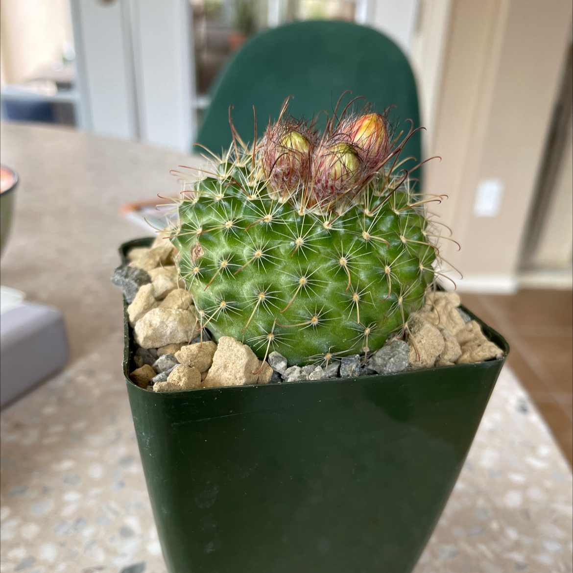 Little Nipple Cactus in a green pot with rocky soil, well-framed and in focus.