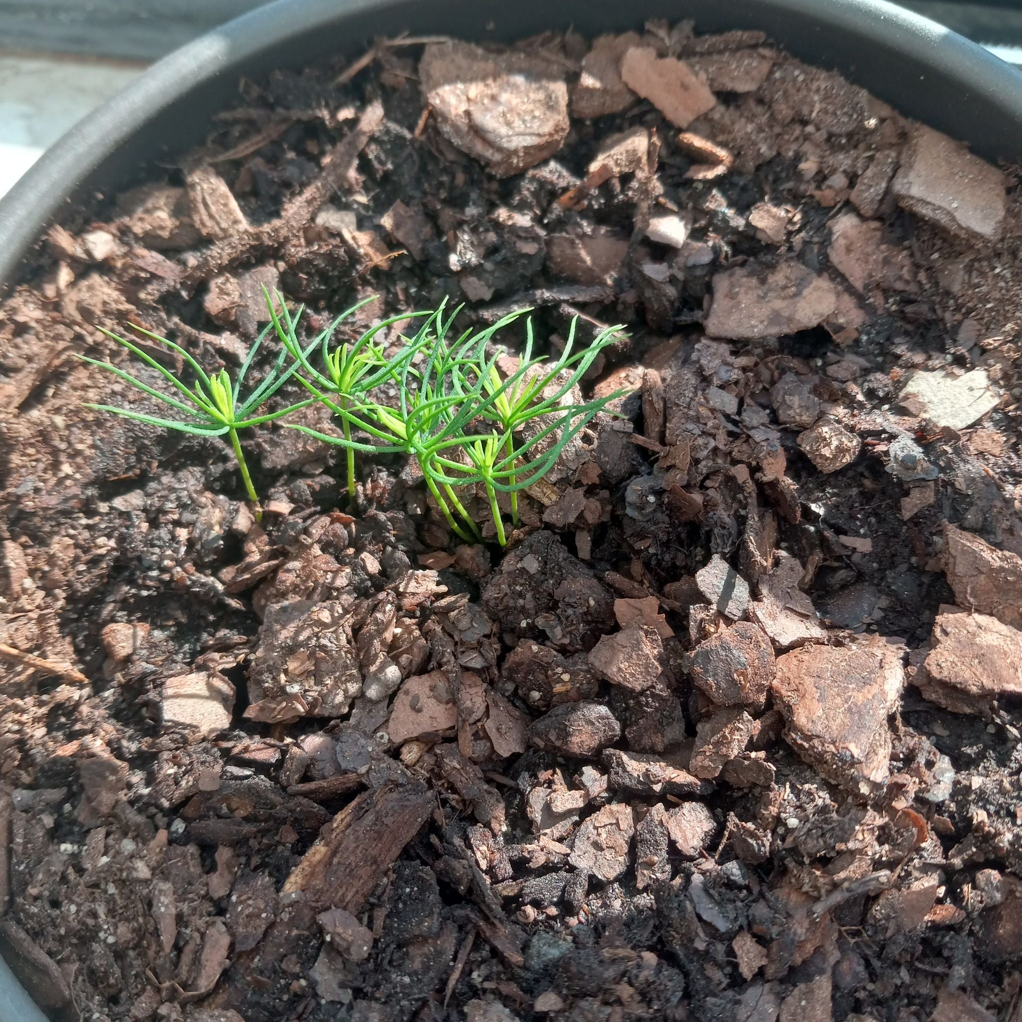 My Norway Spruce's Light Requirements